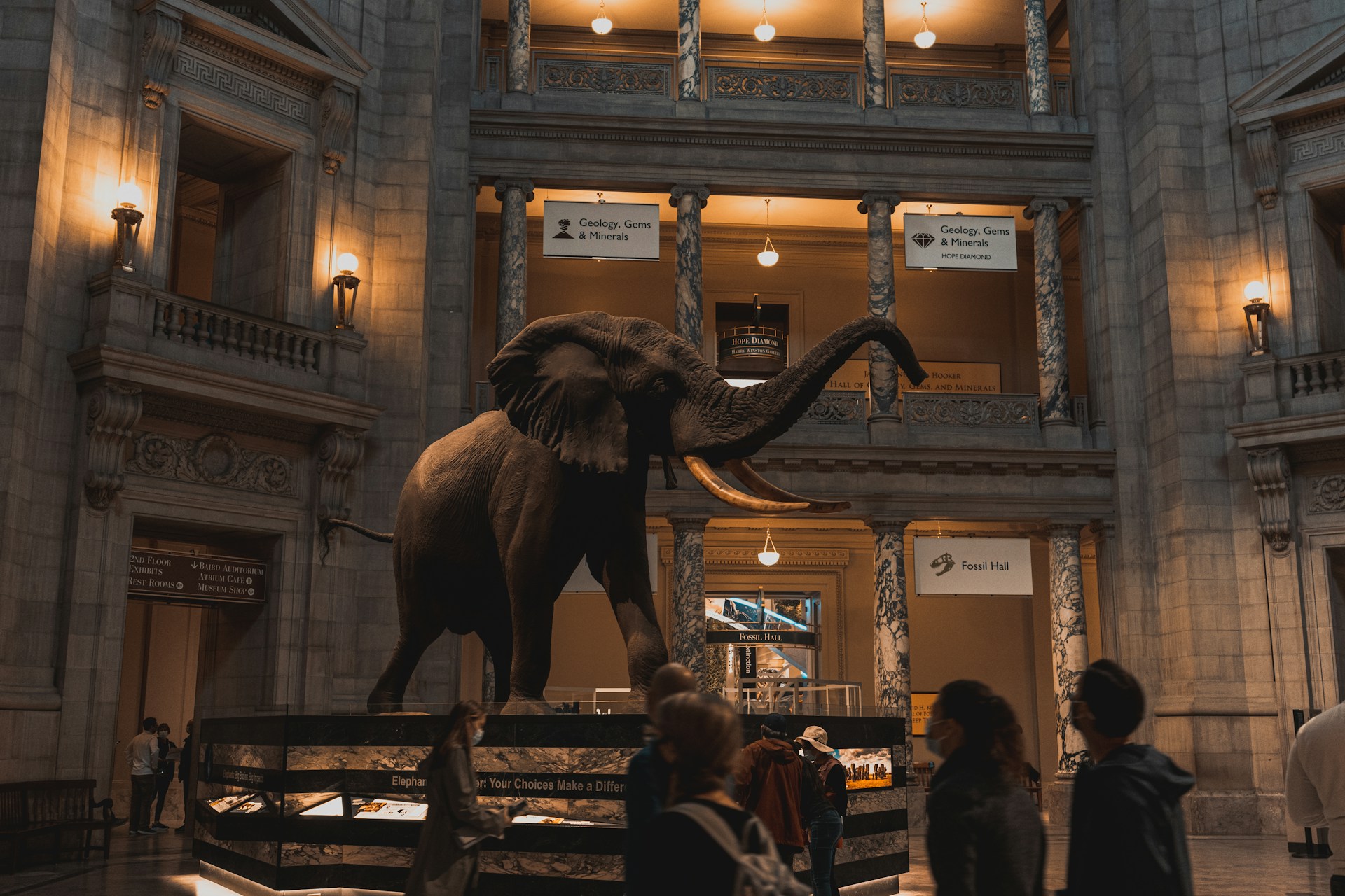The grand interior of the Smithsonian National Museum of Natural History in Washington D.C