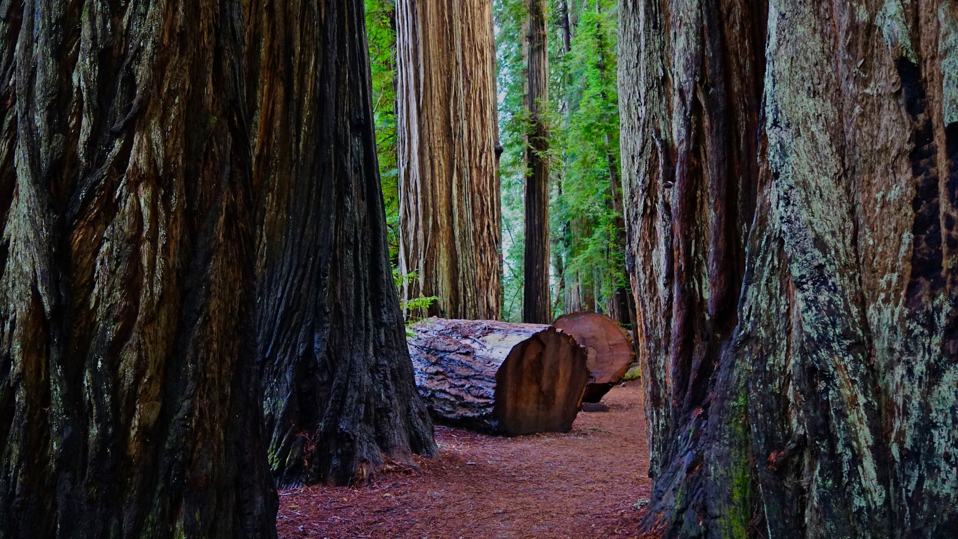 A path through a dense forest of towering redwood trees, with a large, felled log resting horizontally on the forest floor in the middle ground.