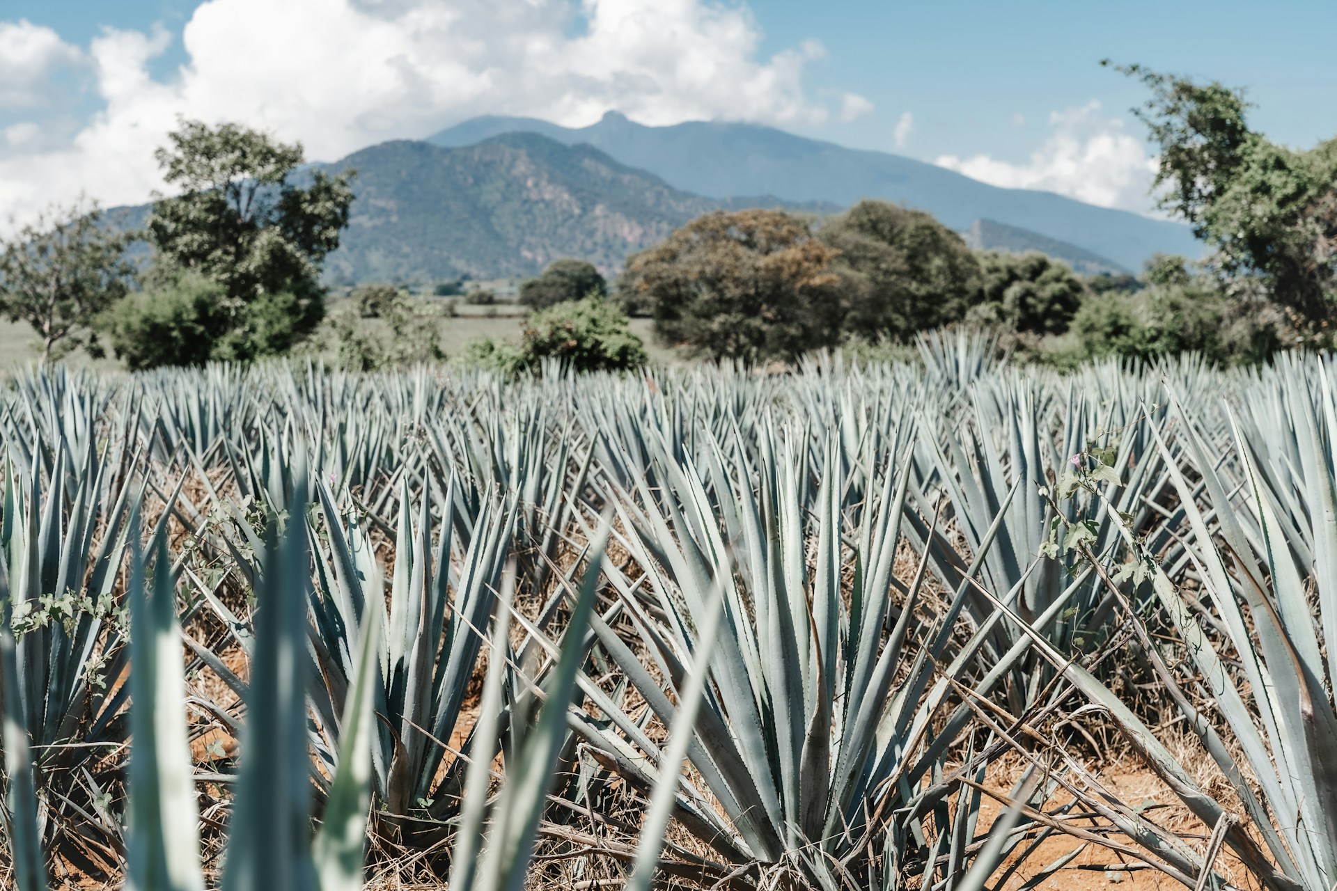 A vast landscape of blue agave fields stretching across the horizon in Tequila, Mexico