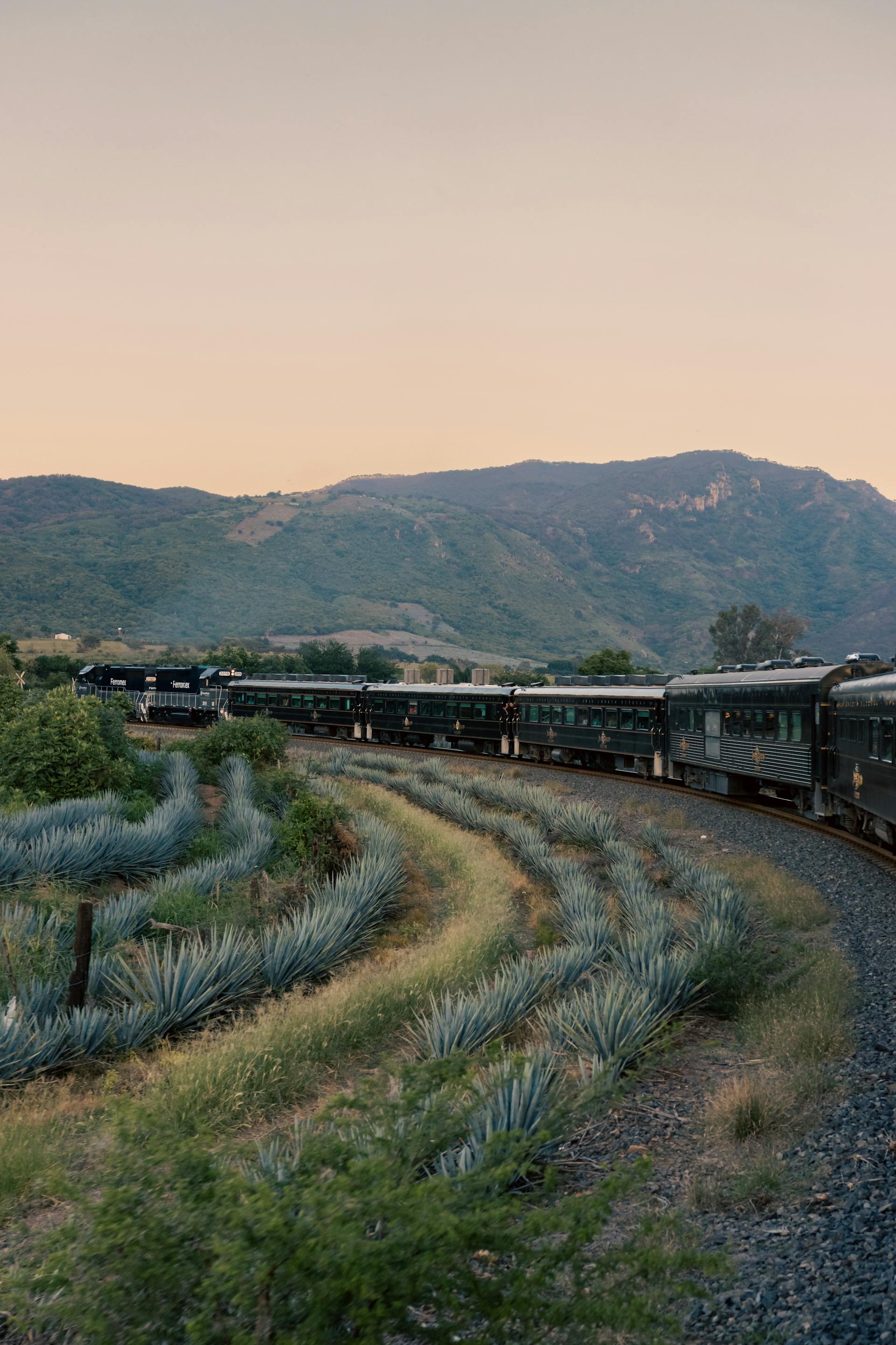Luxury Tequila Train passing through rows of blue agave plants under a clear sky, en route from Guadalajara to Tequila, Mexico.