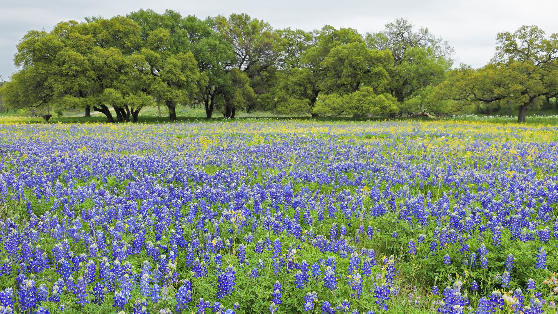 A vibrant field of purple-blue Texas bluebonnets stretches towards a line of green oak trees under a partly cloudy sky, showcasing a classic spring landscape in Texas.