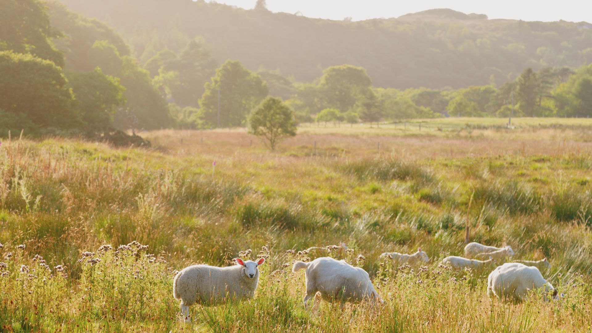 A picturesque rural landscape in the United Kingdom features a flock of sheep grazing in a sunlit field with tall grasses and some wildflowers. Rolling hills and trees are visible in the background under a bright sky, suggesting a peaceful, pastoral scene.