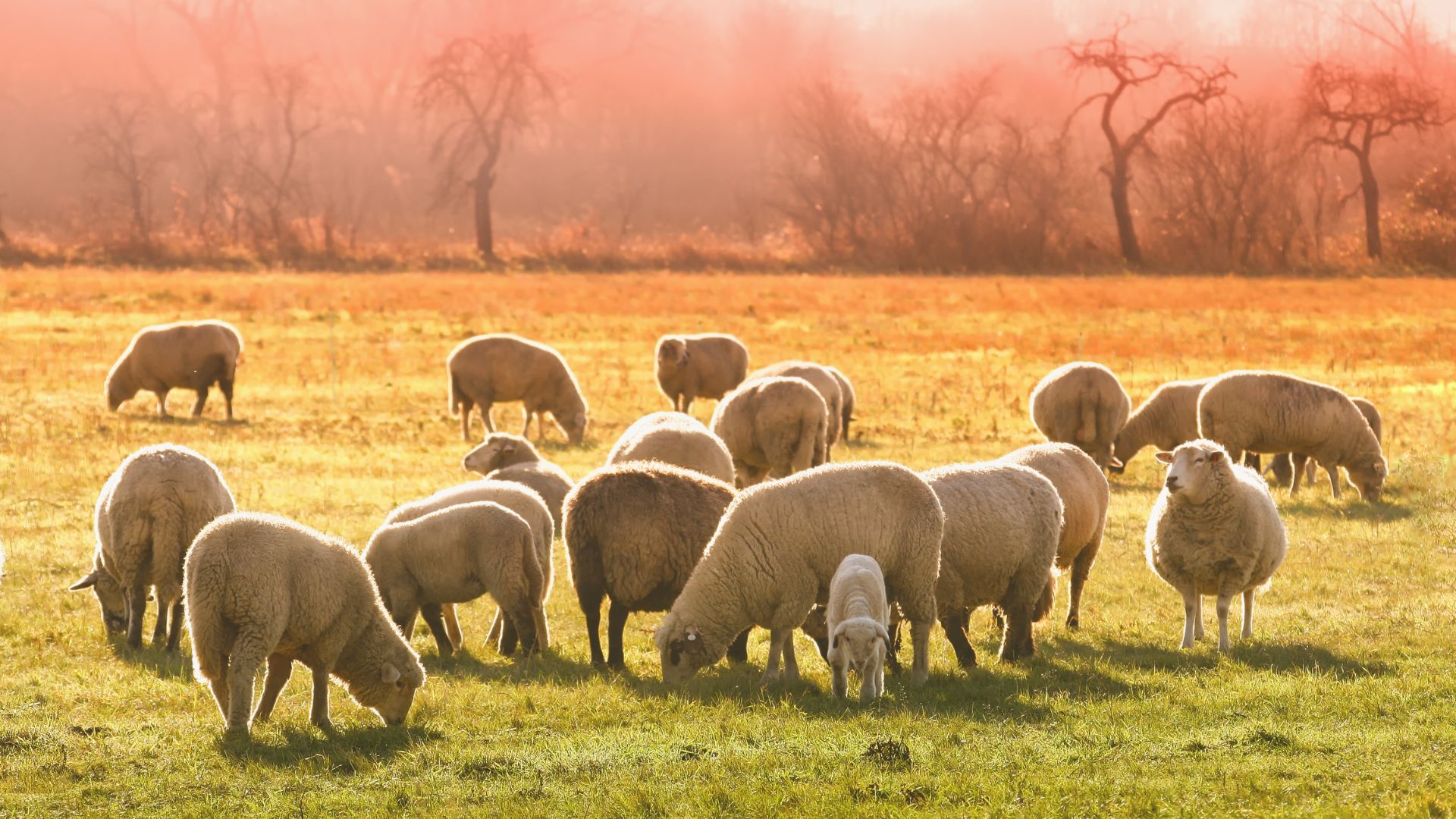 A flock of sheep, likely Romney sheep, grazing in a golden-hued field during what appears to be sunrise or sunset, with trees in the hazy background.