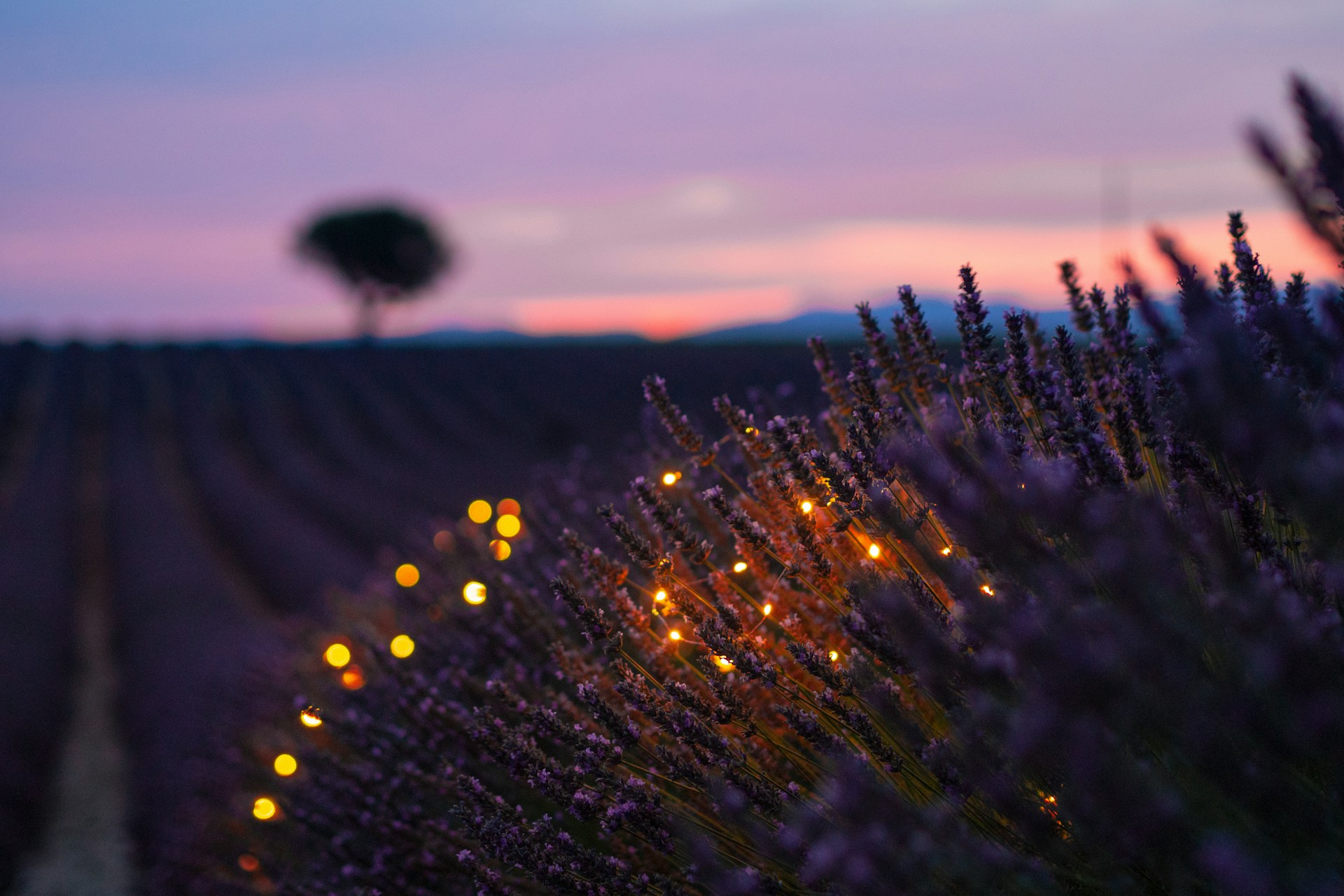 A vast lavender field in Valensole, France