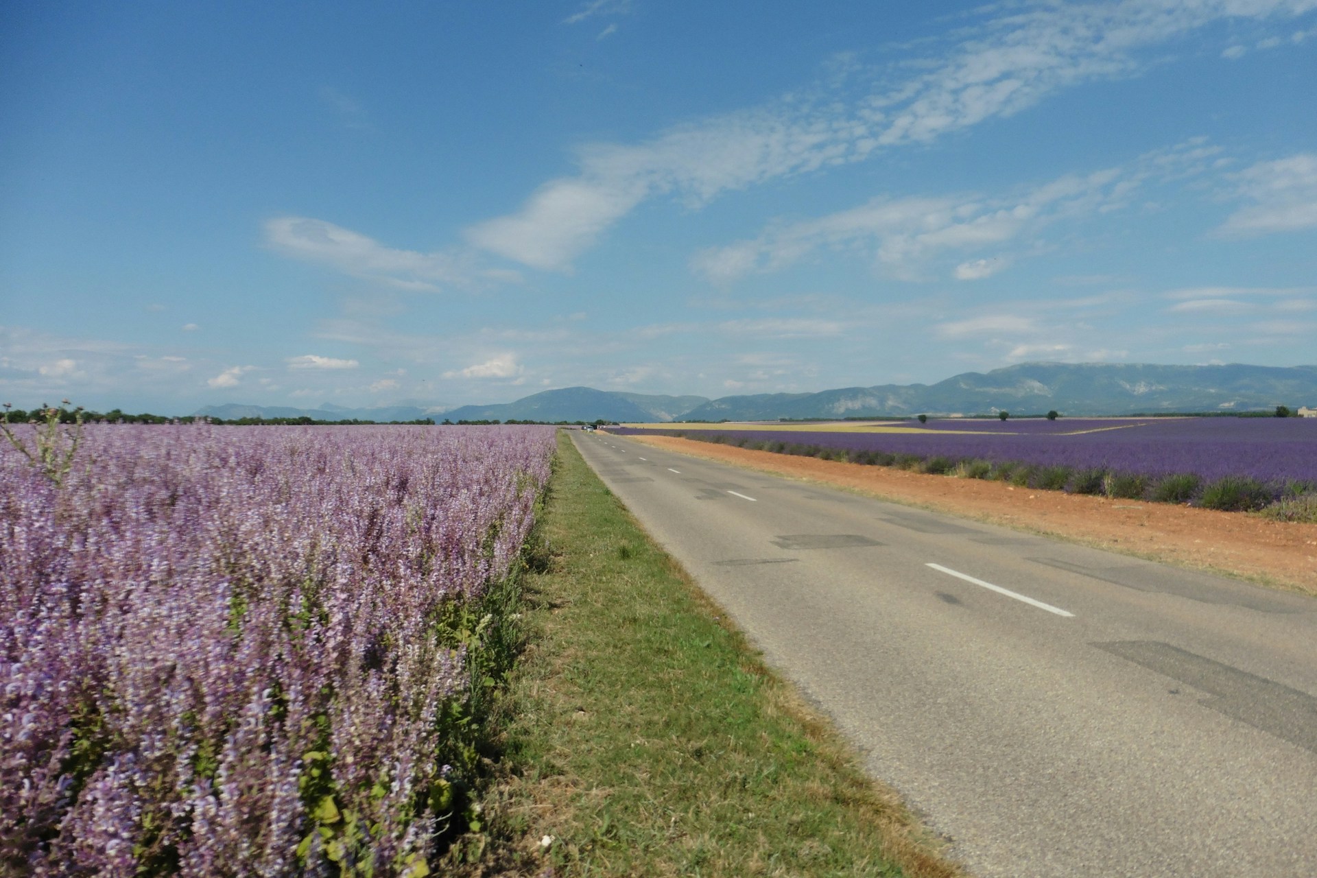 Endless rows of blooming lavender in Valensole, France