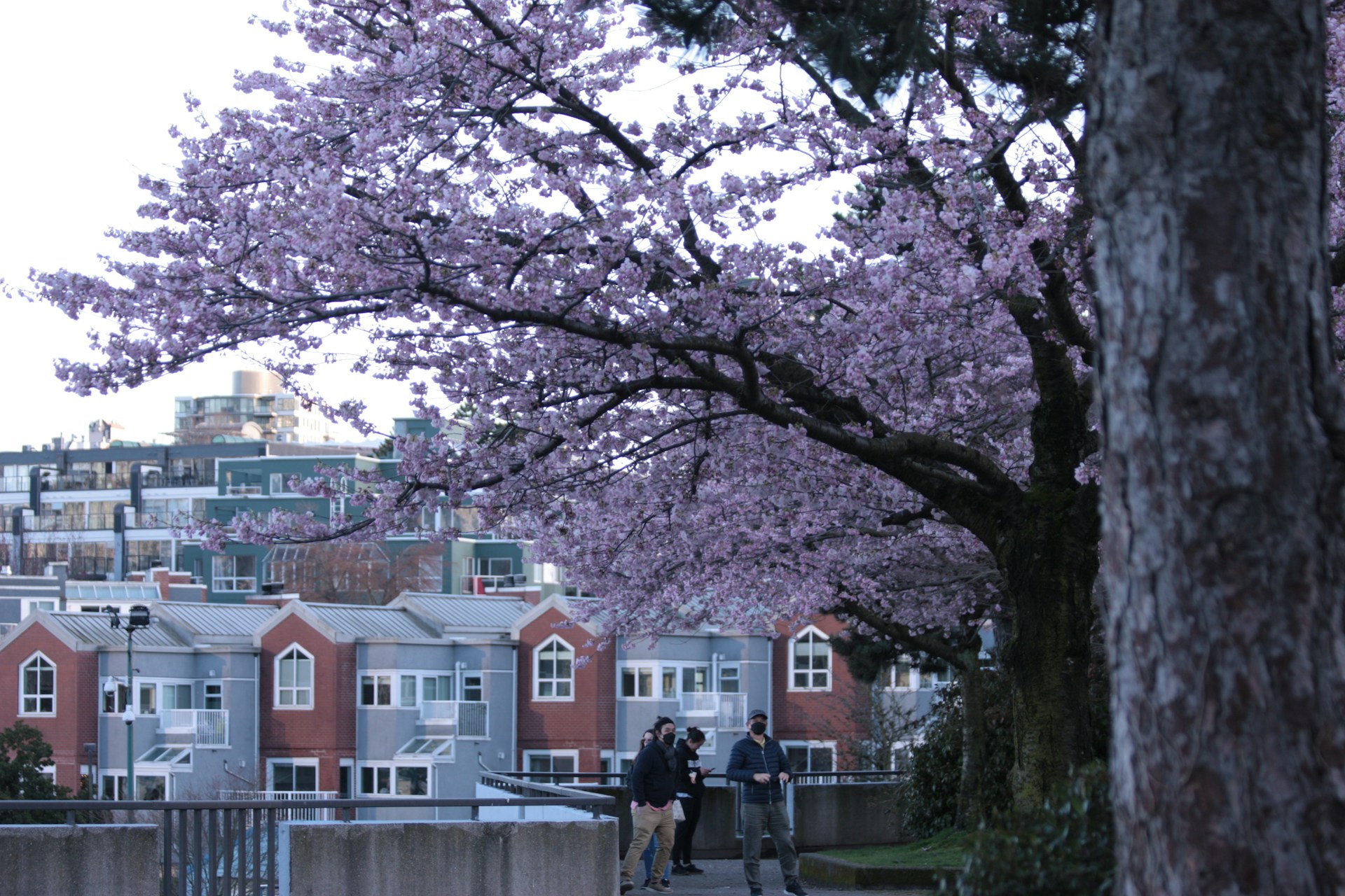 Cherry blossom trees in full bloom lining a Vancouver street