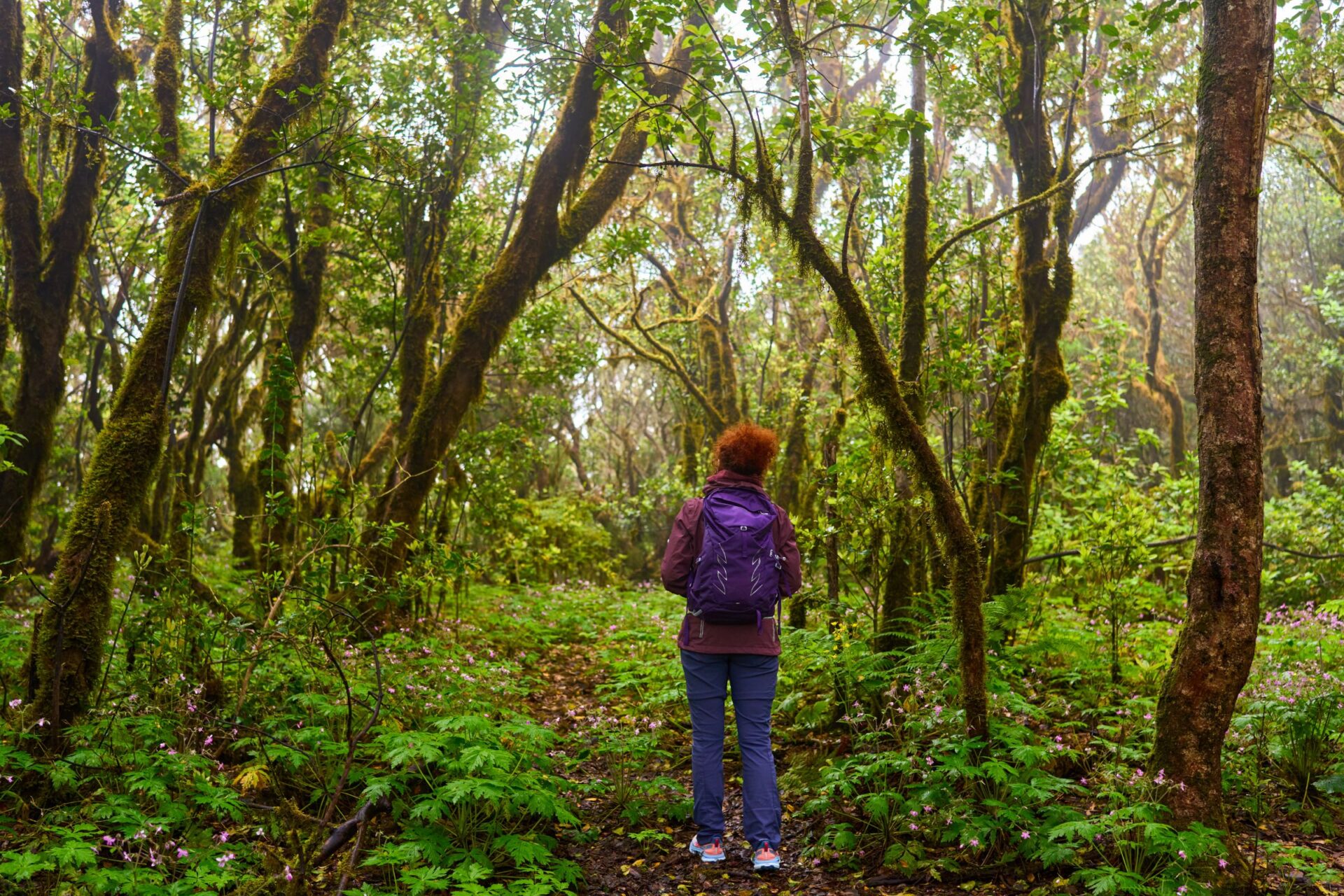 Walking in Anaga’s misty woods