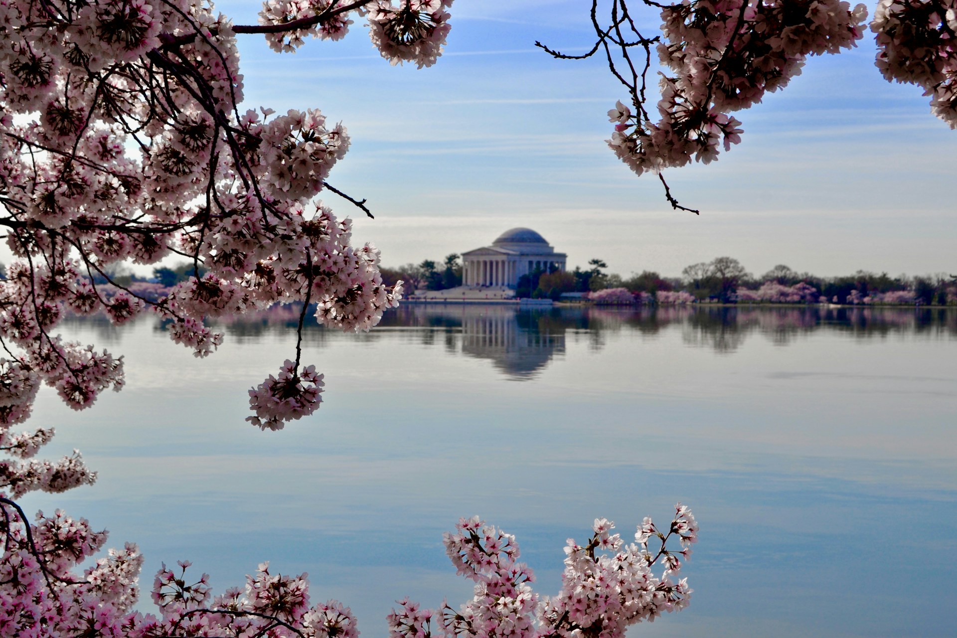 A breathtaking view of the cherry blossoms in full bloom around the Tidal Basin in Washington D.C.