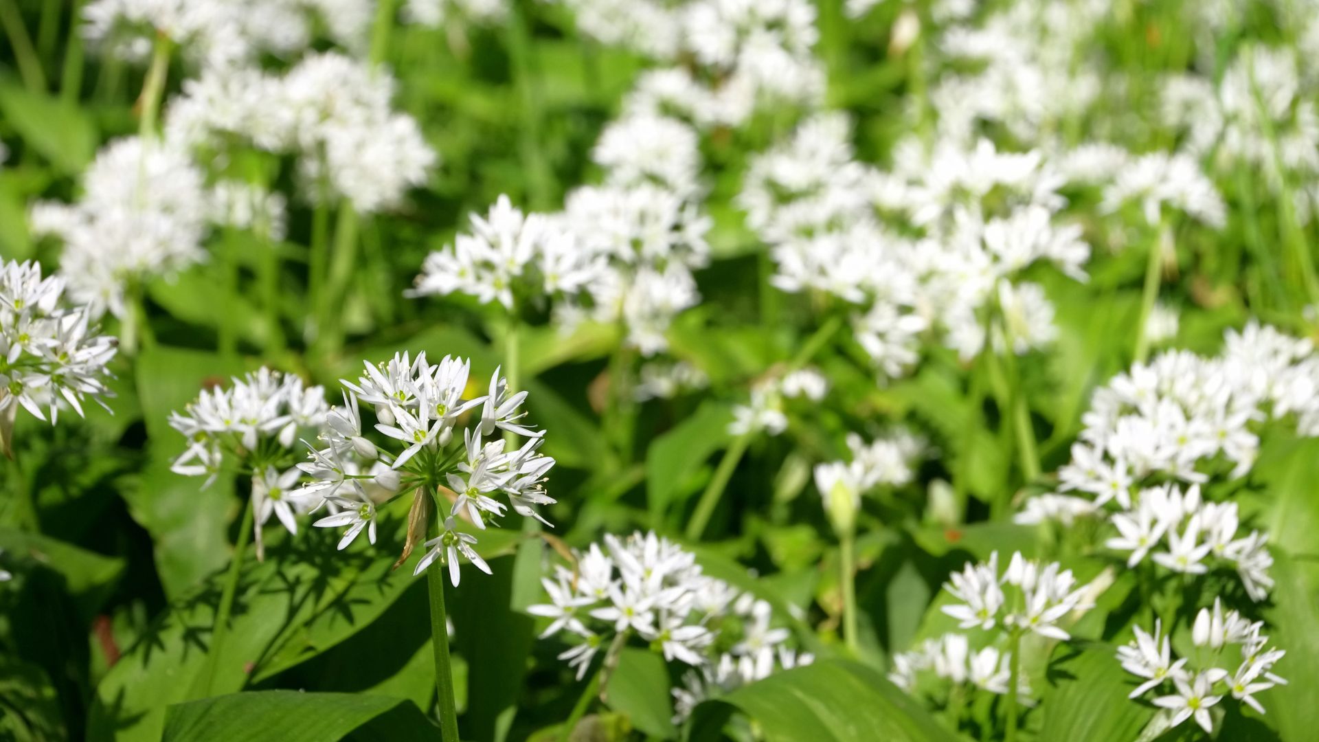 A close-up view of a field of wild garlic (ramsons), showcasing numerous clusters of small white flowers and vibrant green leaves in a natural setting.