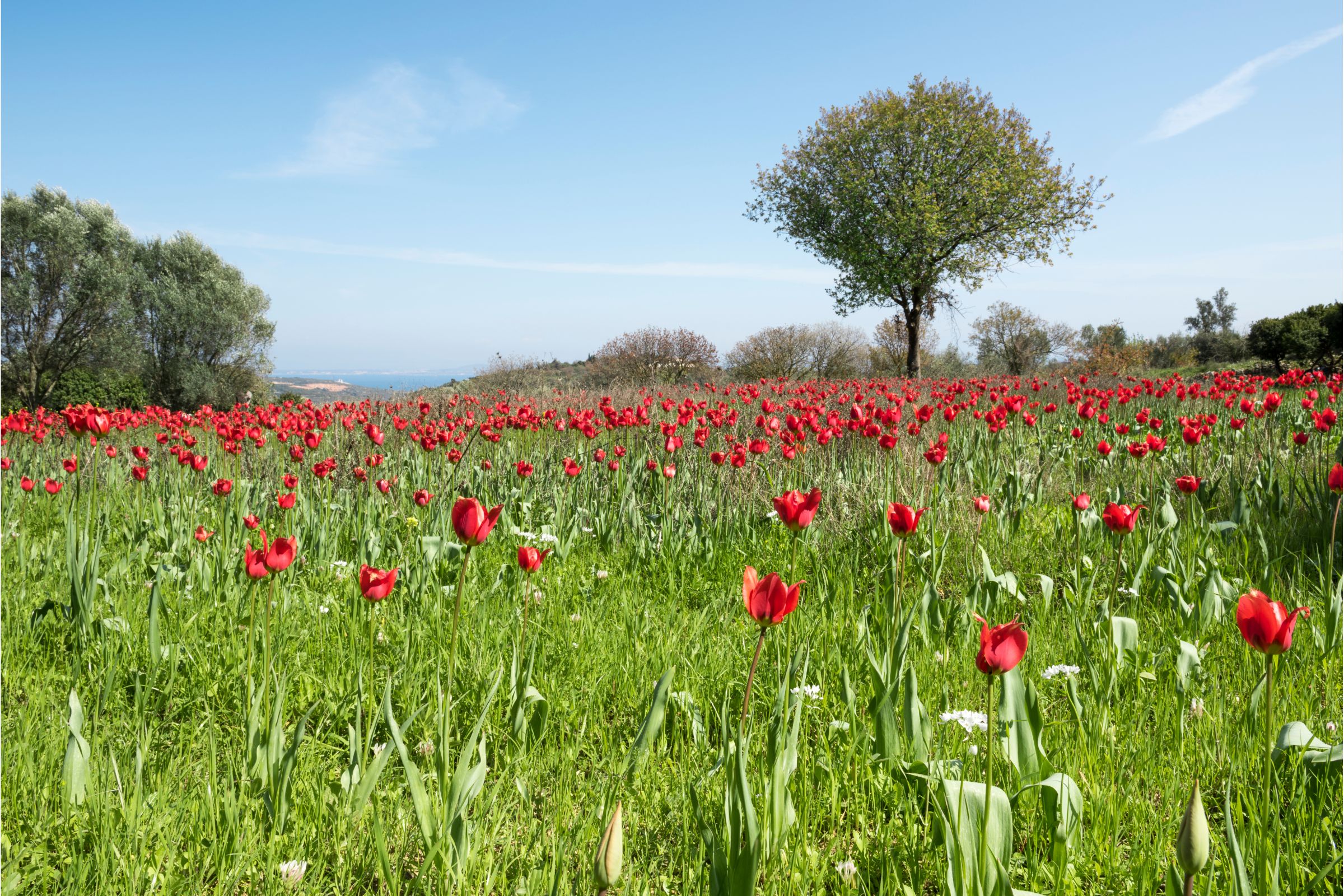 Wild tulips of Chios