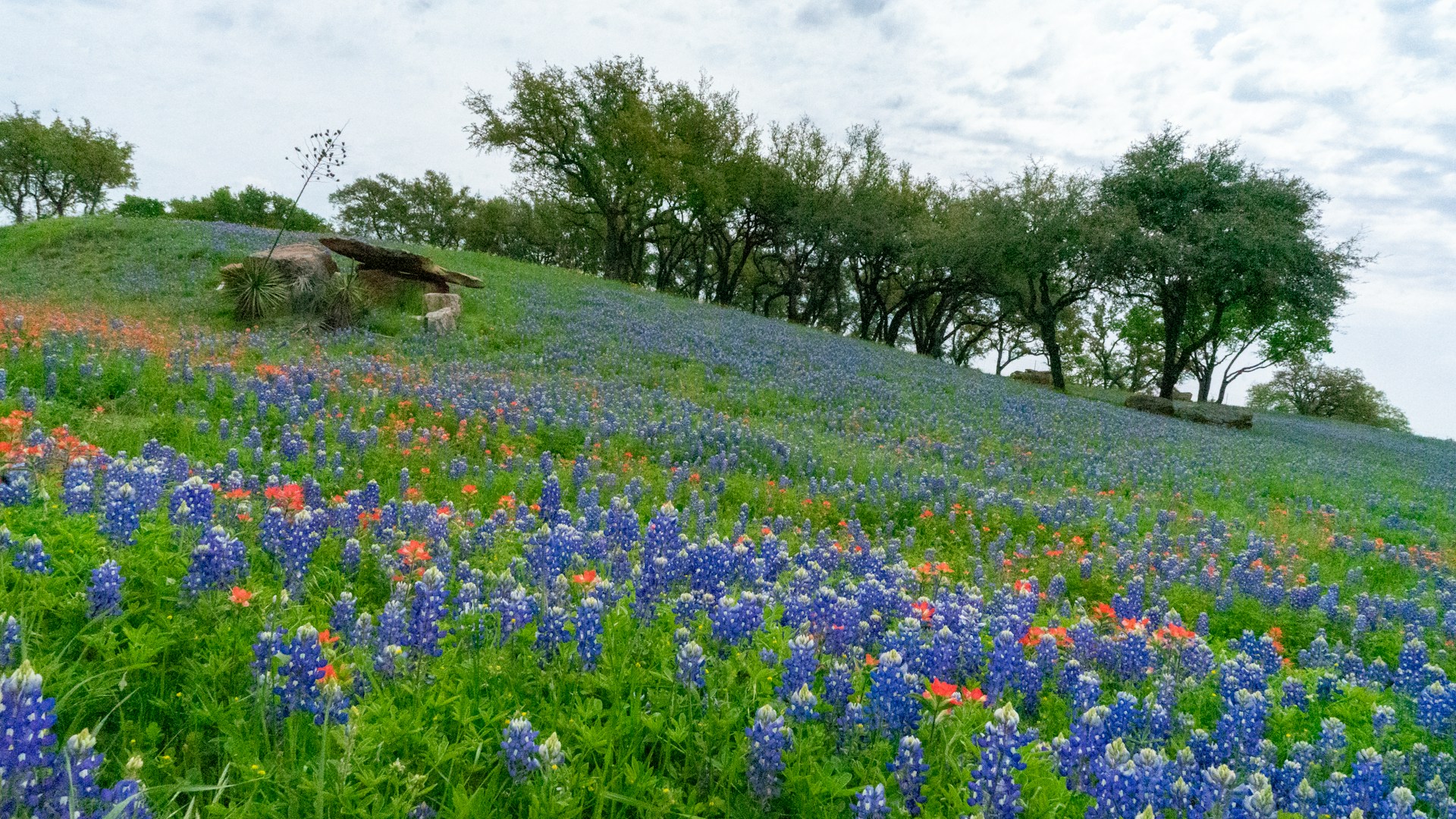 A scenic view of Willow City Loop in Texas during spring