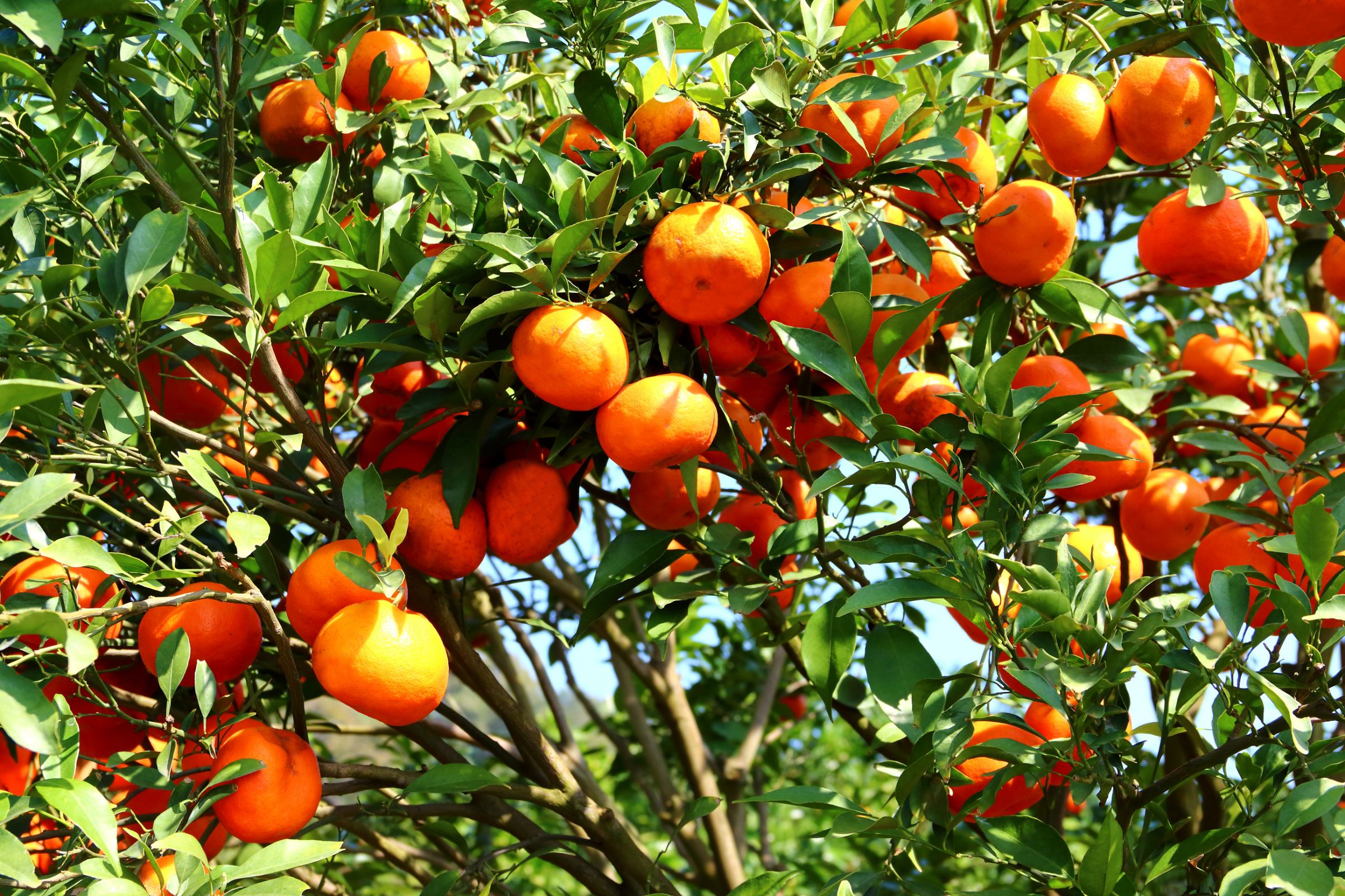 citrus orchard