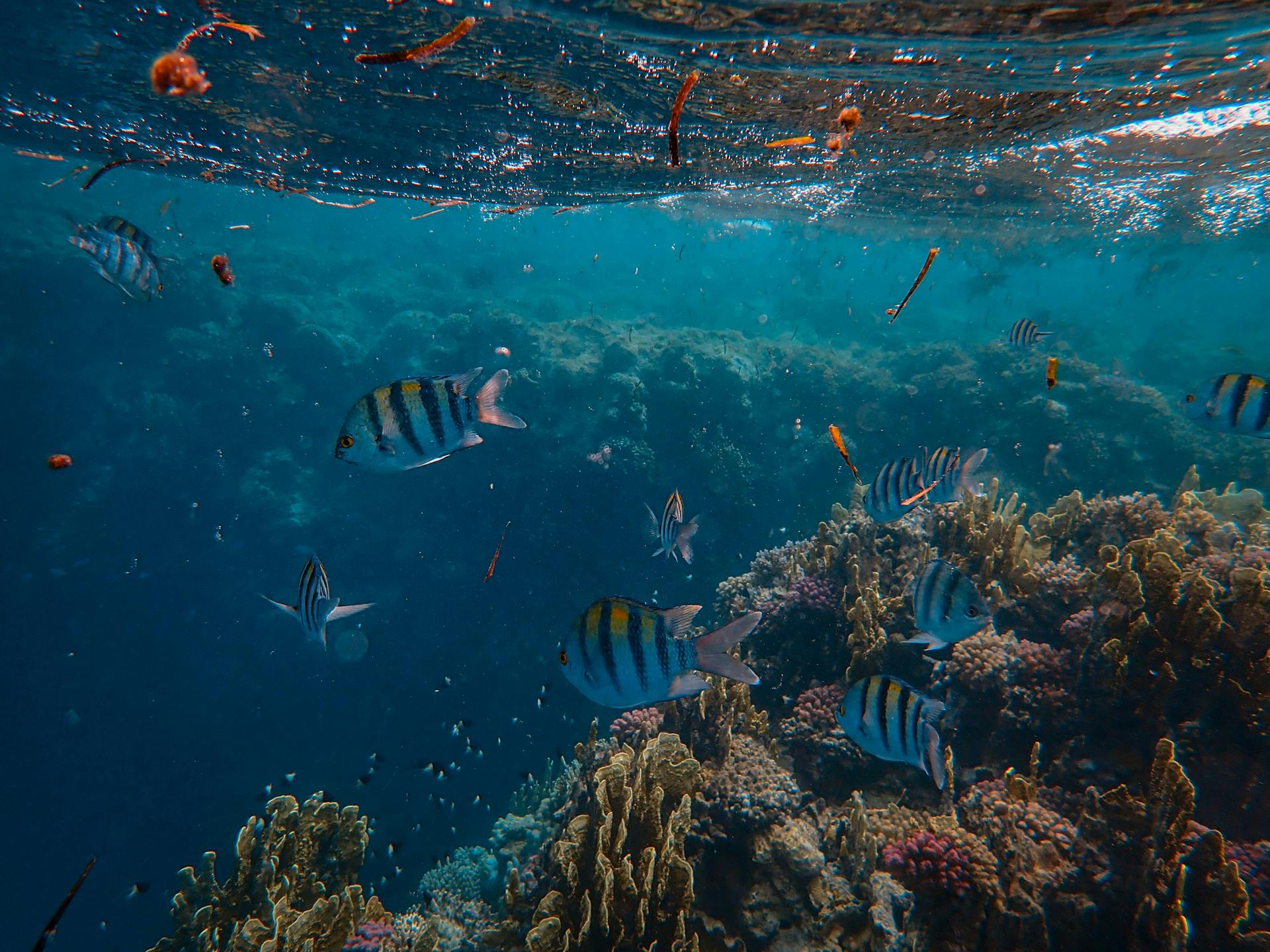 natural reef La Barra