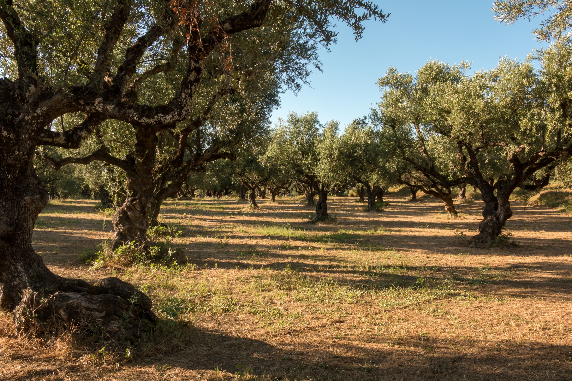 Olive groves