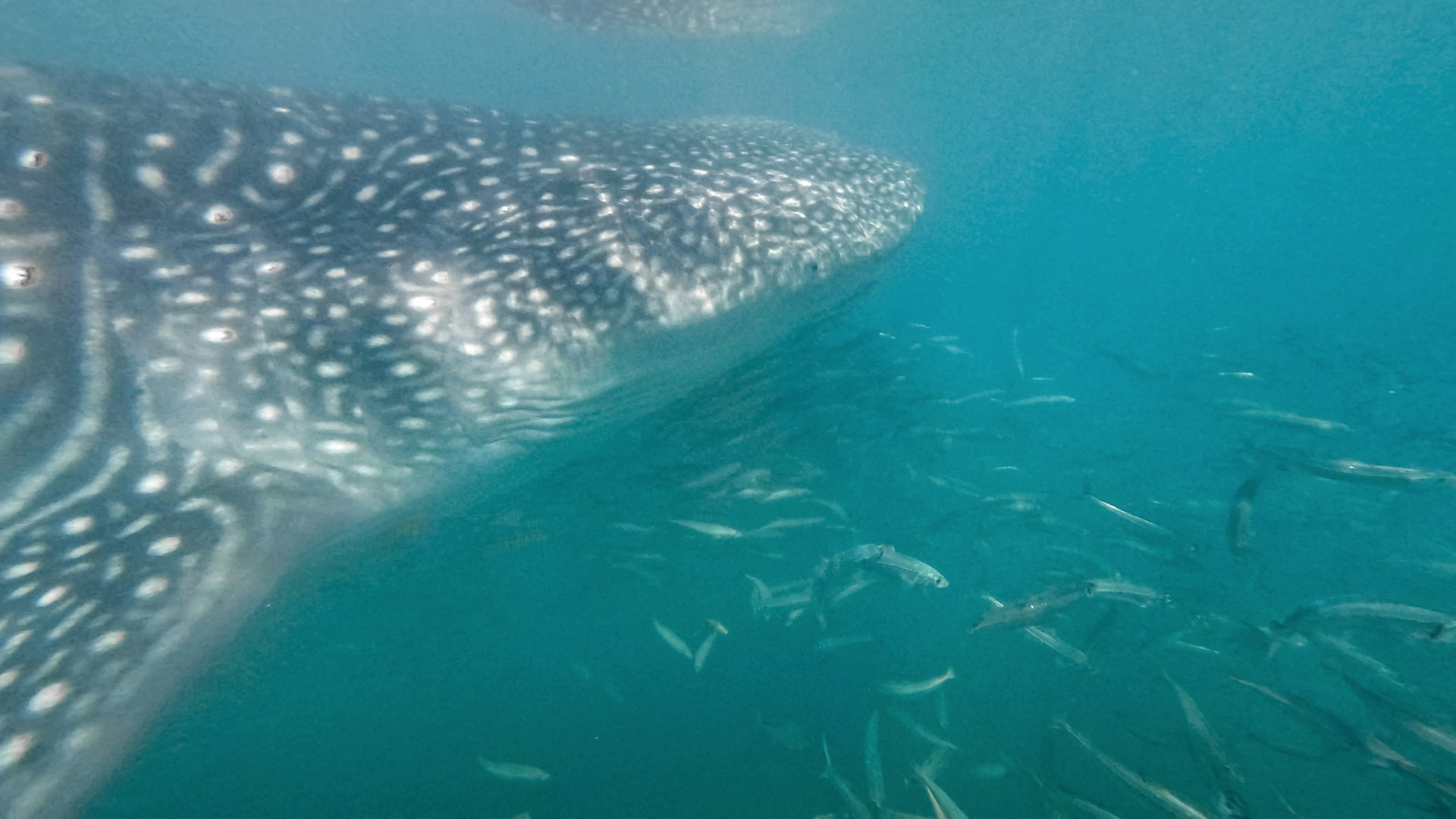 Whale shark cruising through crystal-clear waters in Baja California