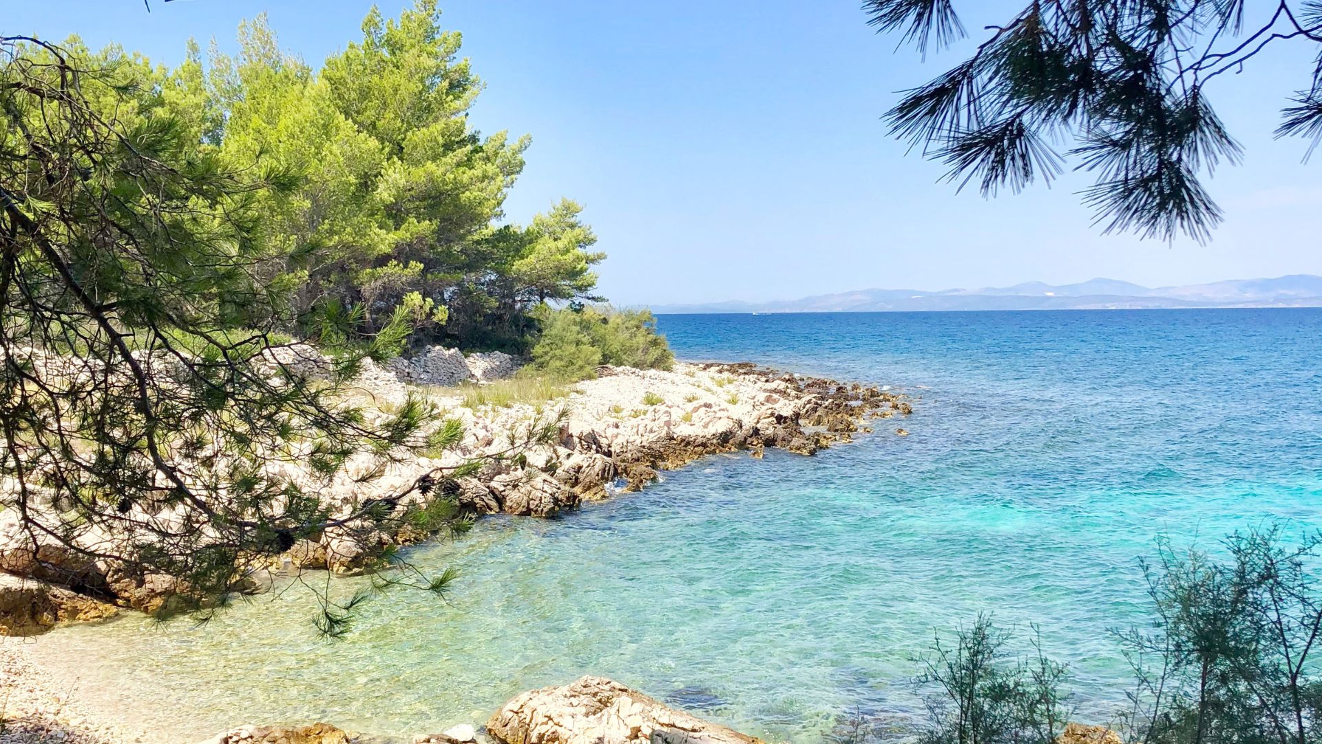 A serene coastal scene features clear turquoise waters gently lapping against a rocky shore with lush green pine trees on the left, under a bright blue sky. The branches of a pine tree frame the top right of the image, and distant landmasses are visible across the water.