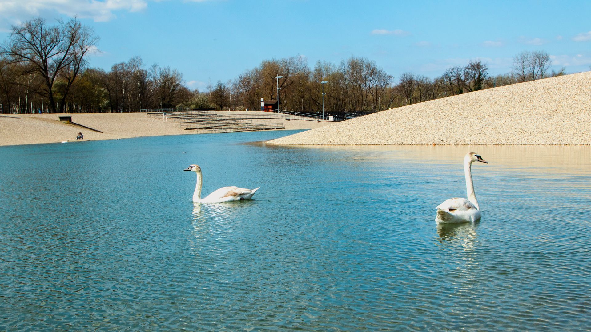 Two swans swim in a calm, clear lake with sandy banks and trees in the background under a blue sky. 