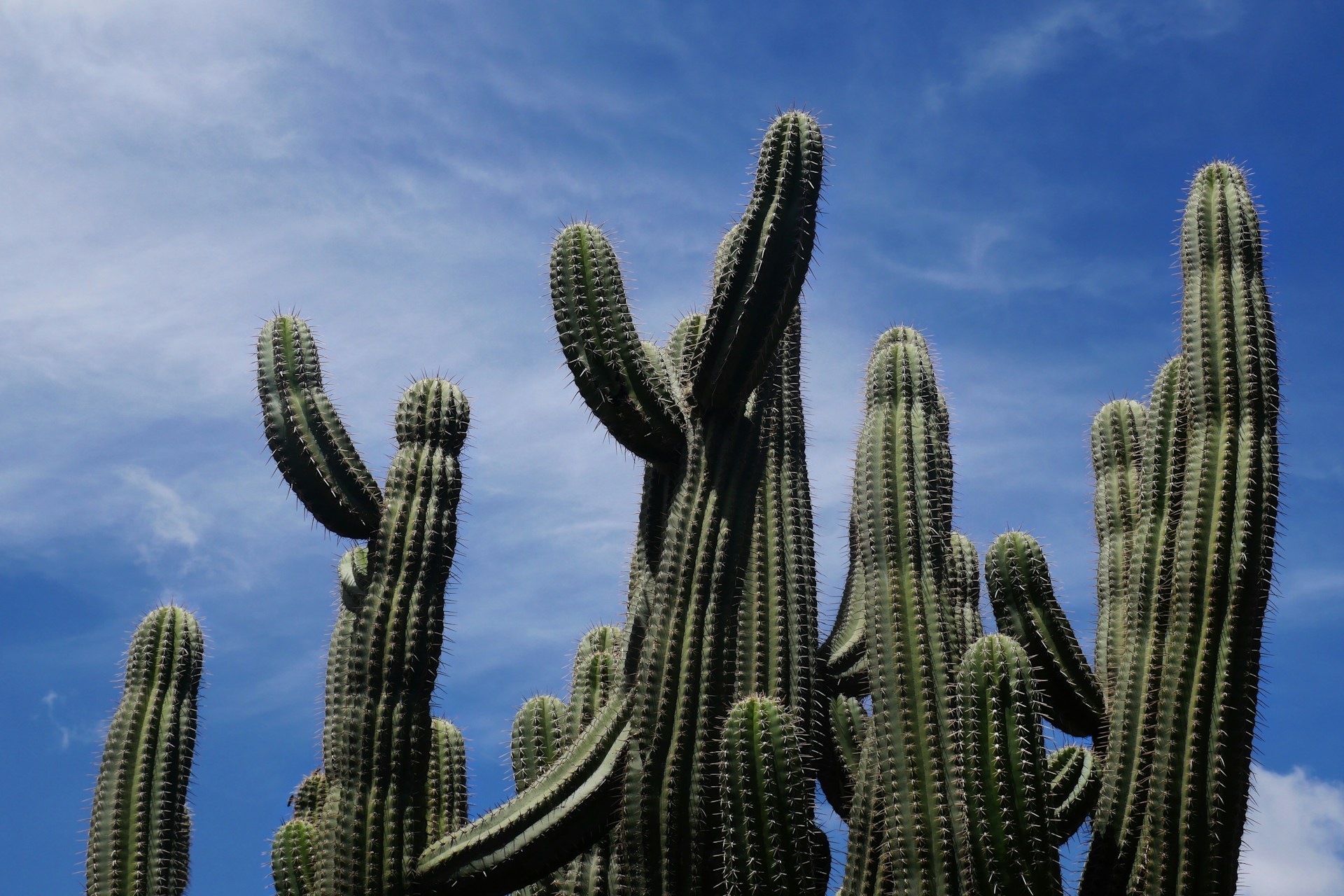 Cacti growing in an arid Mexican landscape with rocky terrain and distant hills under a clear blue sky.