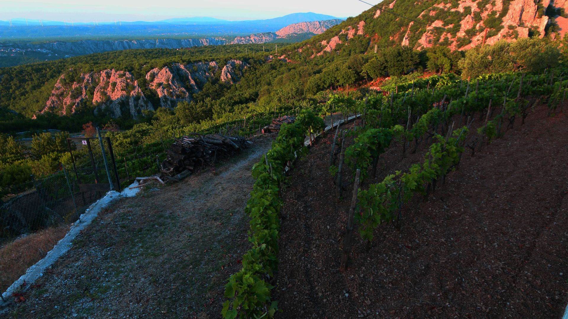 A high-angle view of a terraced vineyard on a steep hillside in a mountainous region, likely Dalmatia, Croatia, with lush green vines and a path winding through the rows, under a clear sky.