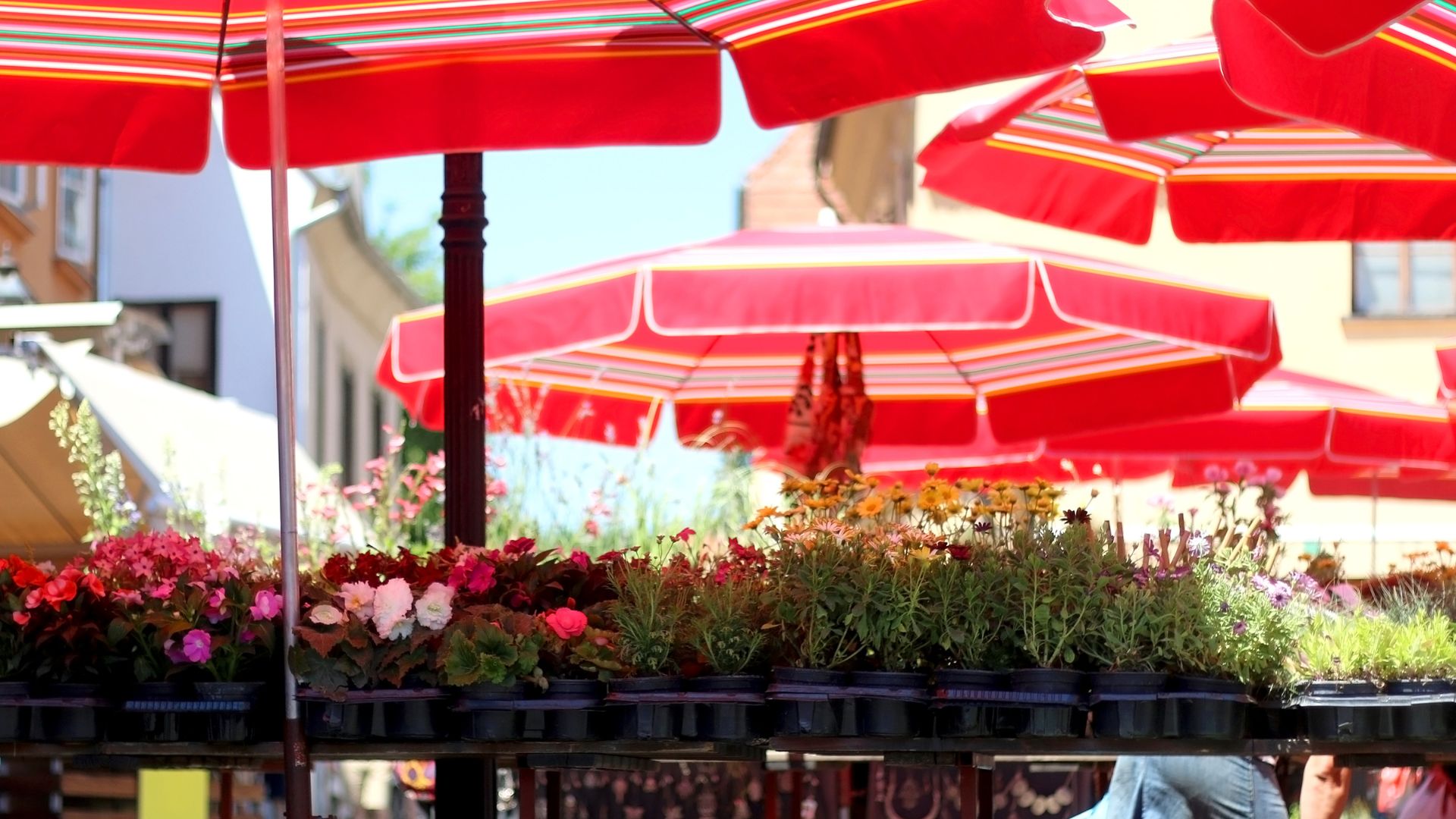 A vibrant open-air market scene featuring rows of potted plants and flowers for sale under numerous traditional red-and-white striped parasols, with buildings visible in the background under a clear sky.