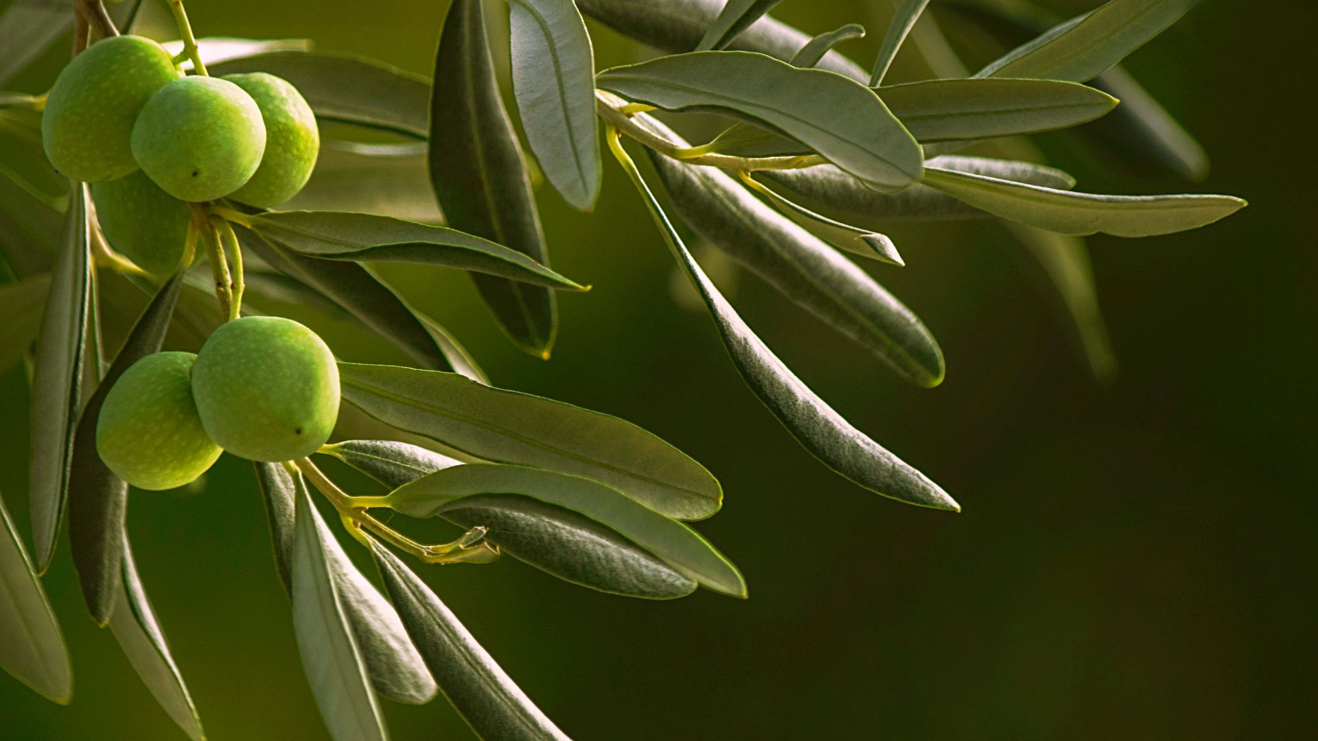A close-up shot of green, unripe olives growing on a branch with olive leaves.