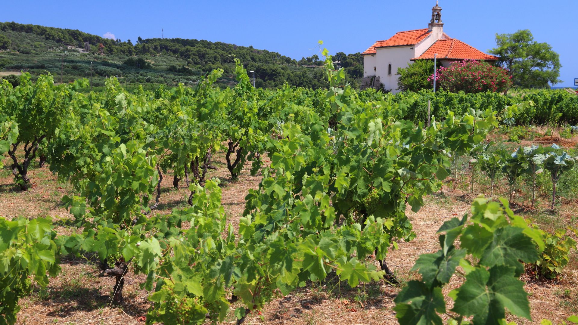 A vineyard with rows of green grapevines stretches across a sunny landscape, with a small, white building featuring a red-tiled roof visible in the background against a clear blue sky.