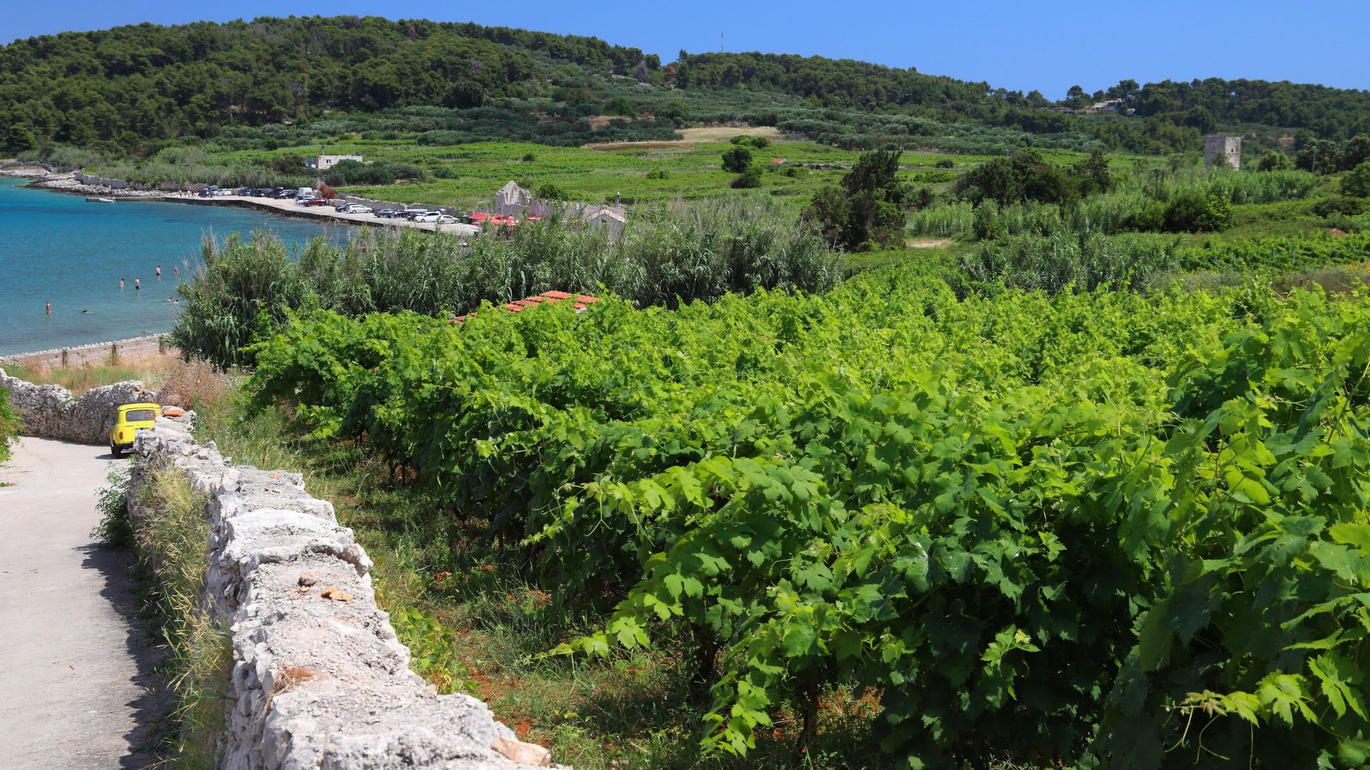 A vibrant green vineyard stretches across a hillside, leading down to a clear blue bay with a beach and a few buildings visible in the distance. A stone wall borders a narrow road in the foreground, and a small yellow car is parked on the side of the road. 