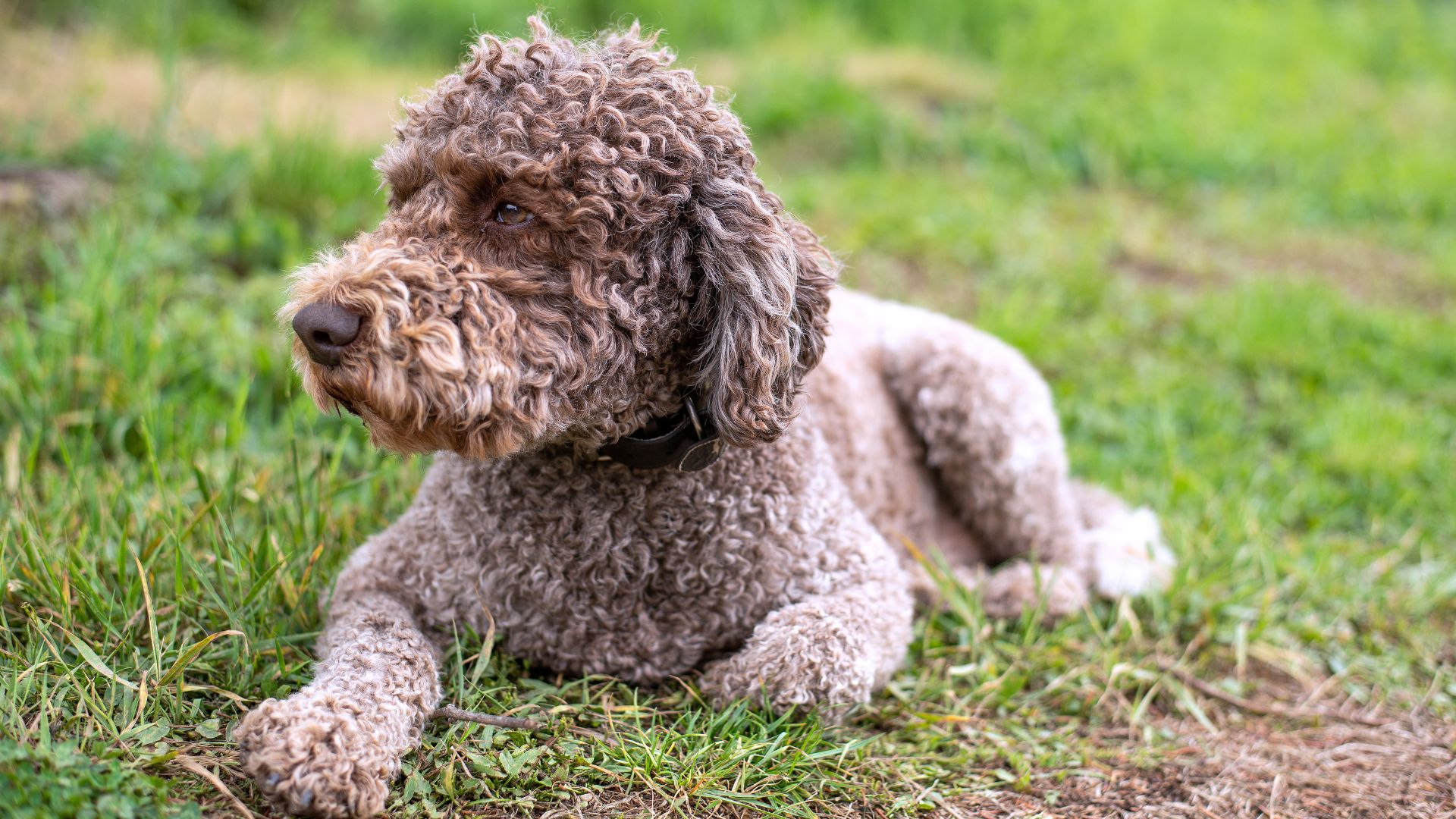 A brown, curly-haired dog, a Lagotto Romagnolo, lies on green grass, looking to the left of the frame.