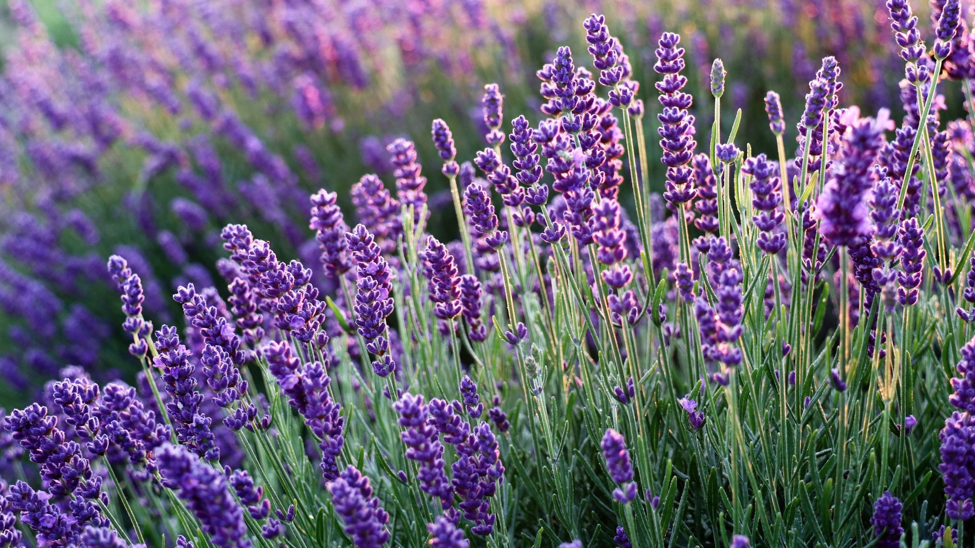 A close-up shot of vibrant purple lavender flowers in full bloom, extending into a soft, blurred purple background, suggesting a large field.