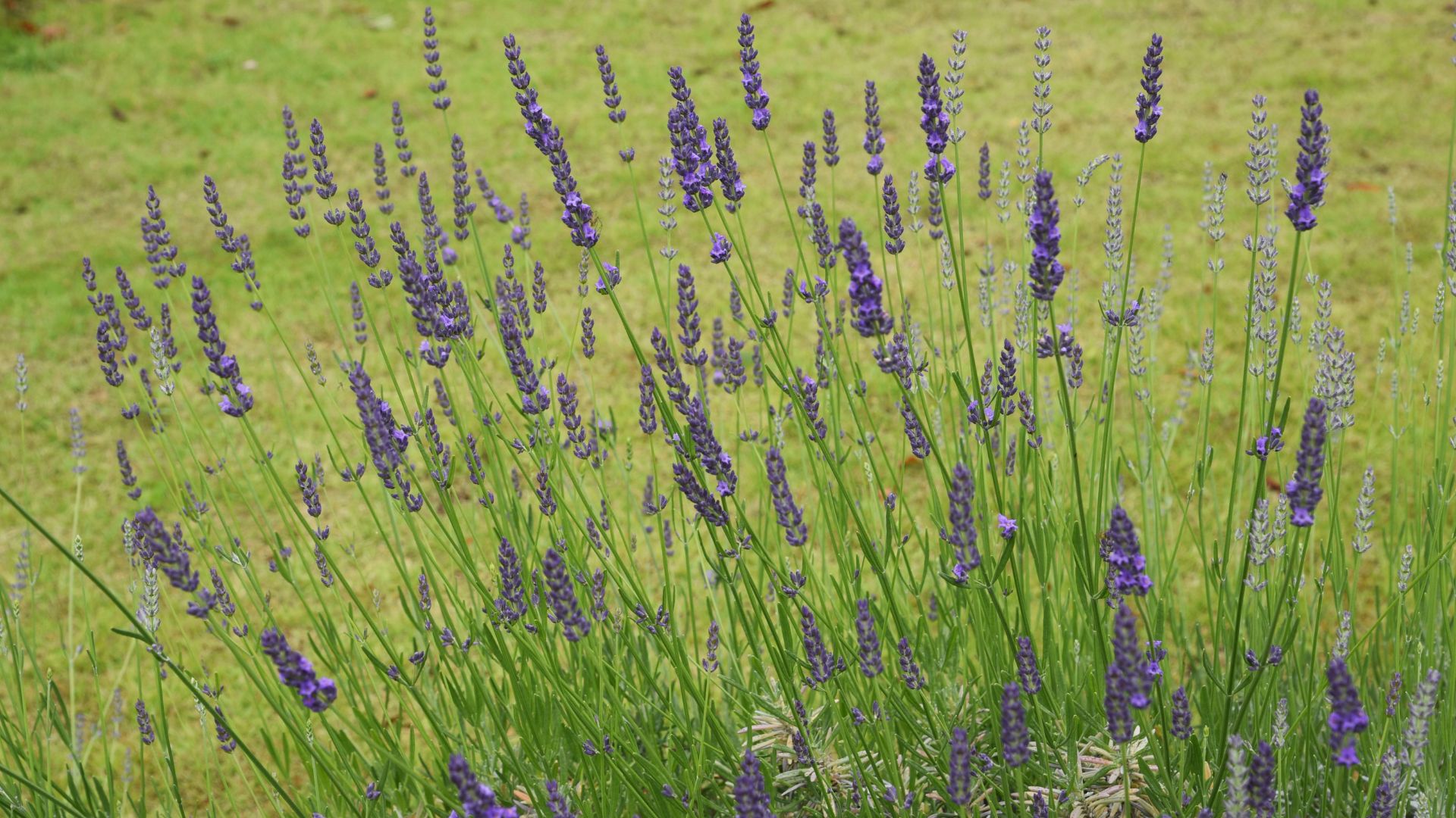 A close-up shot of vibrant purple lavender flowers in bloom against a soft green background.