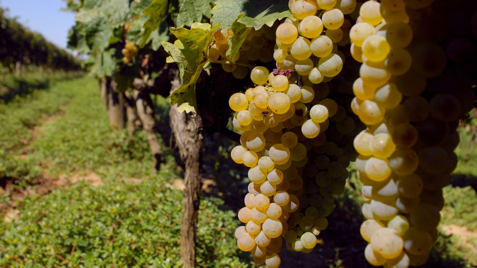 A close-up view of ripe, light-colored grapes hanging from vines in a sunlit vineyard, with rows of grapevines extending into the distance under a blue sky.