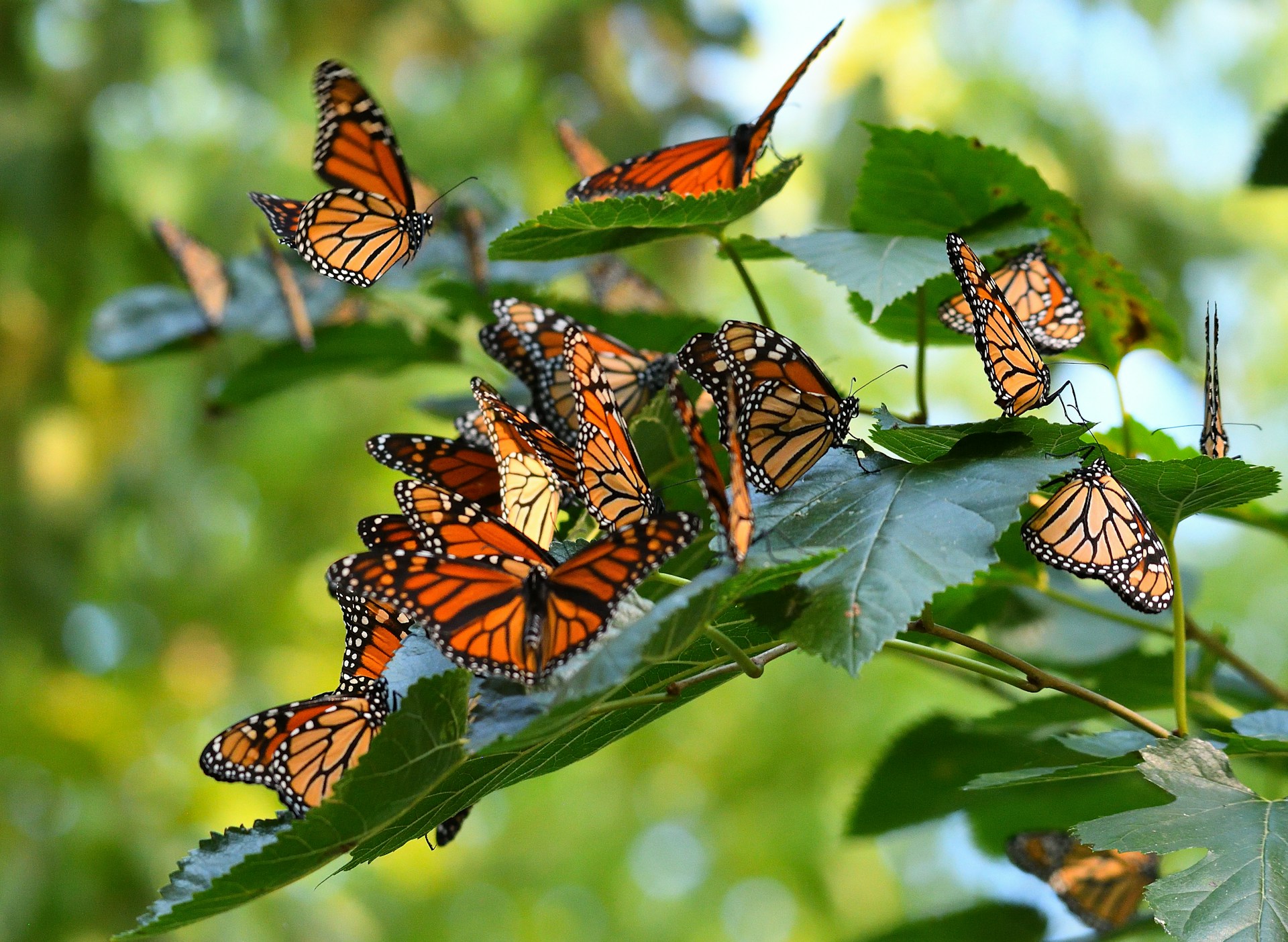 A cluster of vibrant orange and black monarch butterflies resting on tree branches in a forest