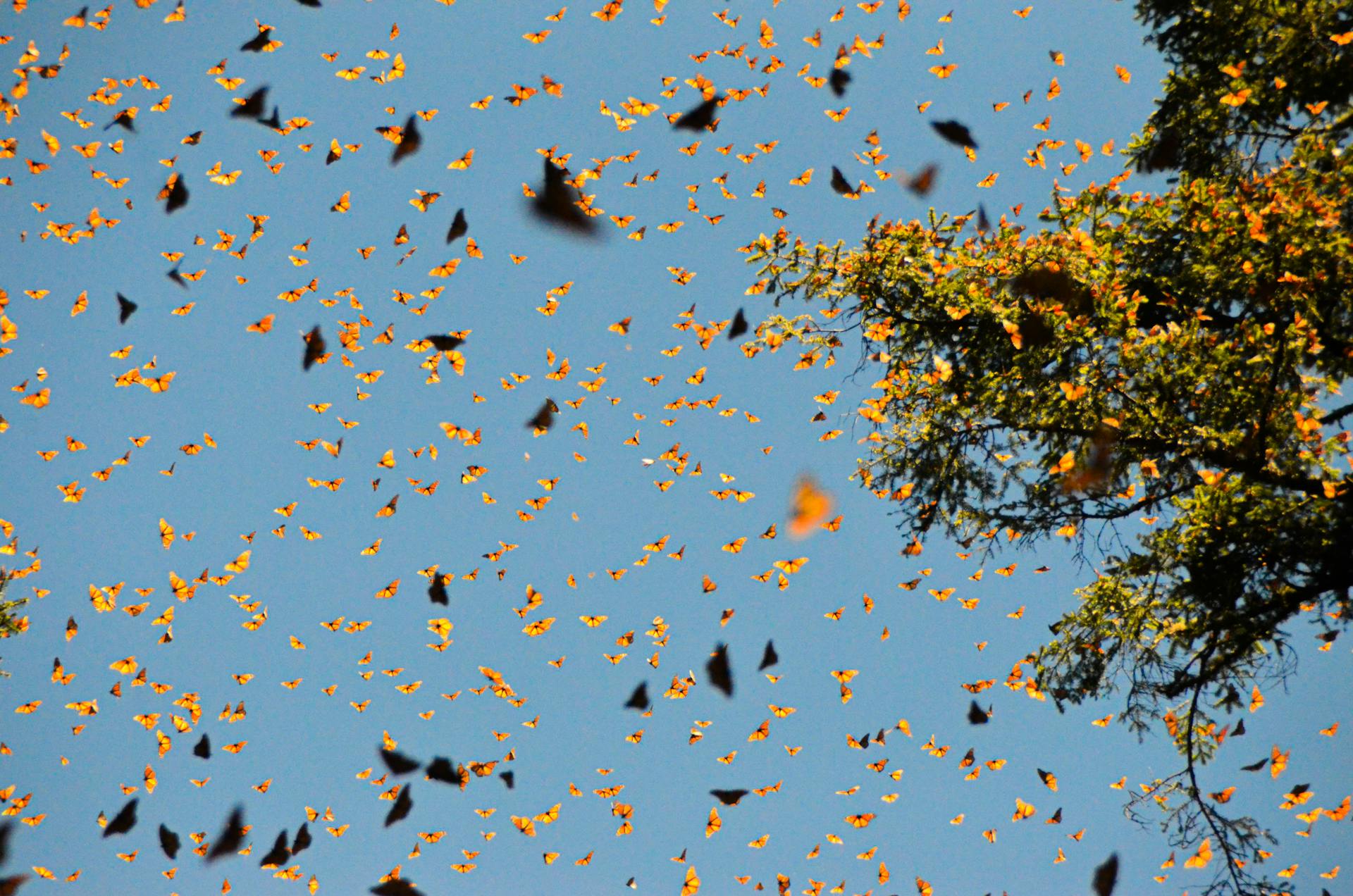 Thousands of monarch butterflies clustered together on tree branches in the forests of Mexico