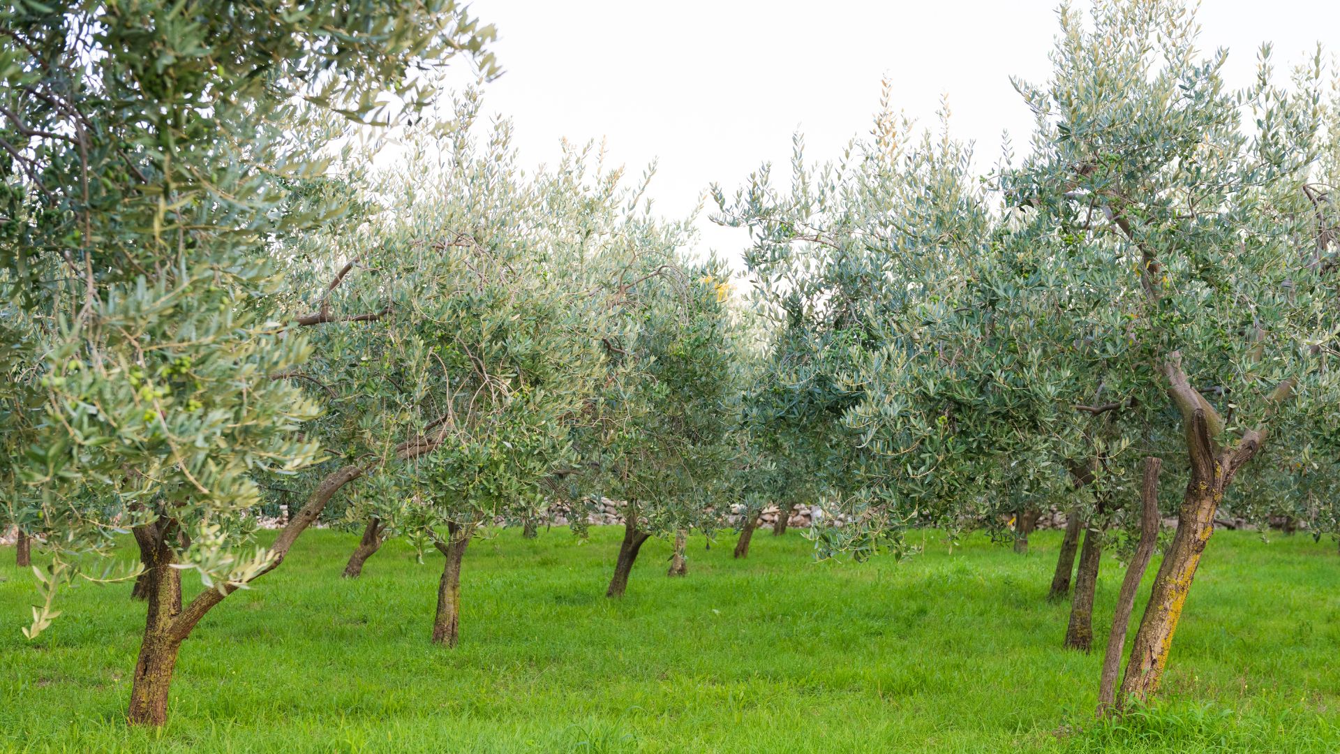 A grove of olive trees with gnarled trunks and silvery-green leaves growing in rows on a grassy field under a bright sky. 