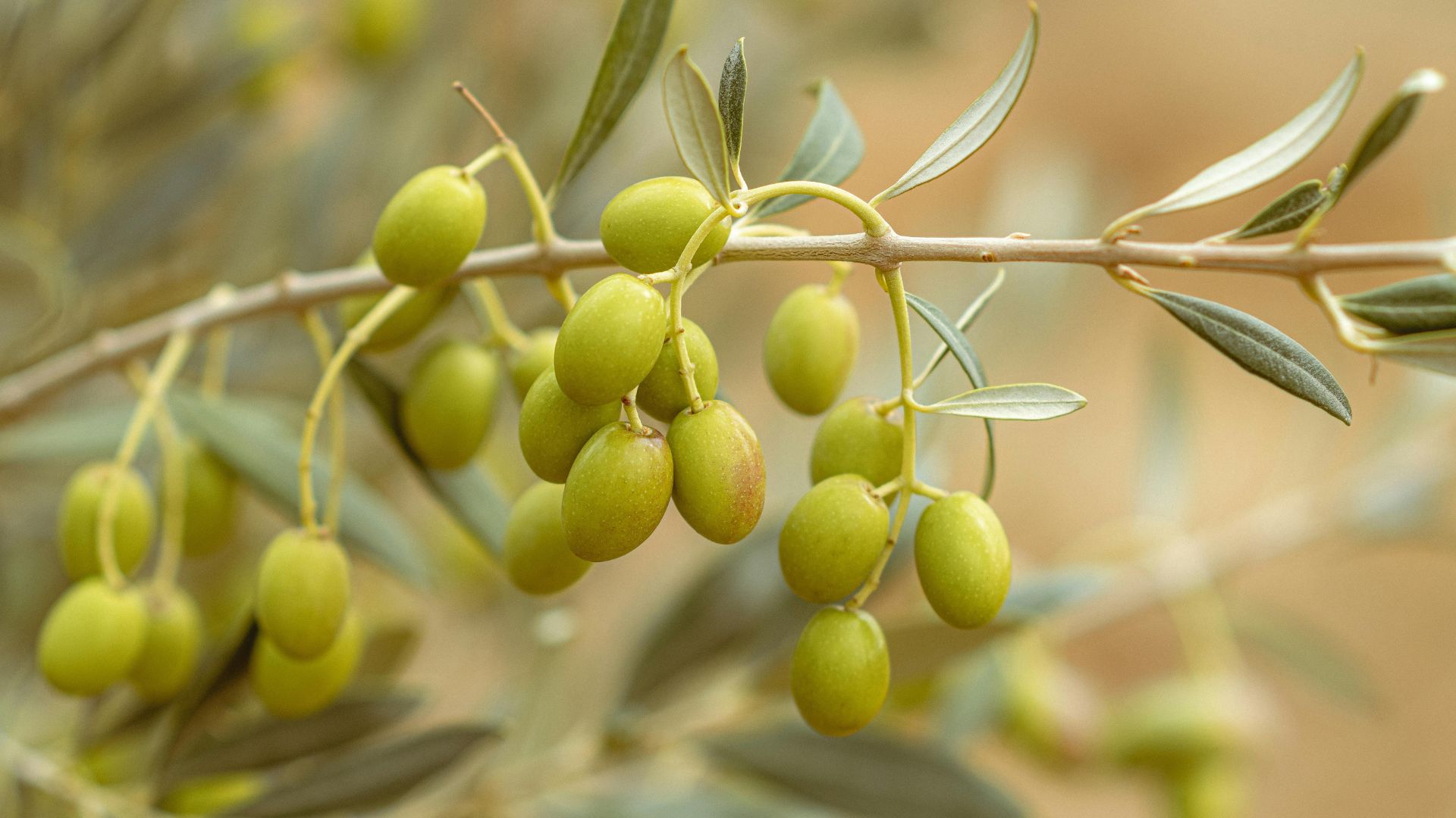A close-up shot of an olive tree branch heavily laden with clusters of unripe, green olives and green leaves against a soft, blurred background.