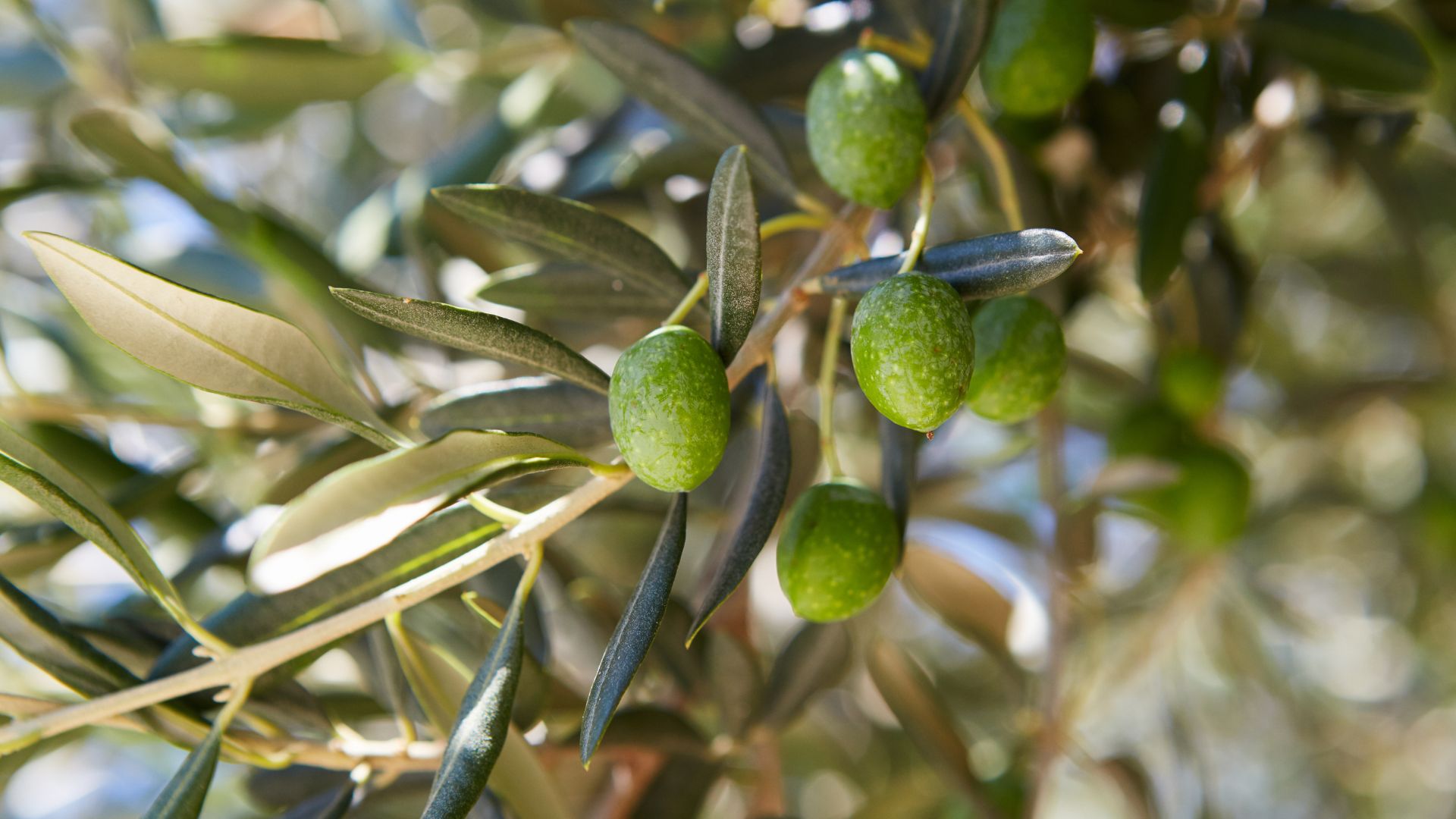 A close-up shot of green olives growing on an olive branch.
