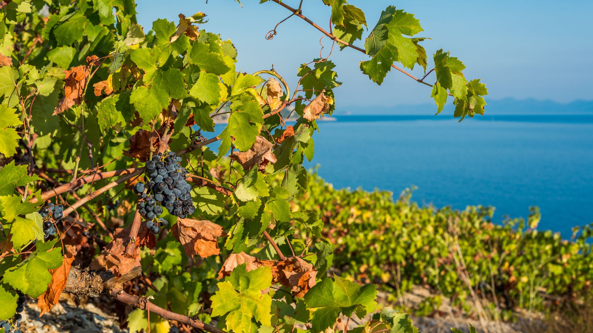 A close-up of dark grapes on a vine with green and browning leaves, set against a vibrant blue sea and sky, suggesting a coastal vineyard.