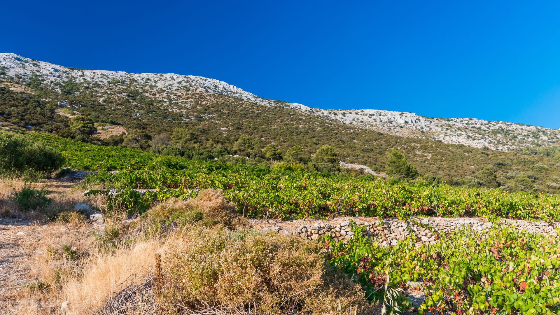 A panoramic view of a vineyard on the rugged, sun-drenched slopes of the Pelješac Peninsula in Croatia, with rows of green grapevines, likely Plavac Mali, stretching towards a rocky, sparsely vegetated mountain under a clear blue sky.