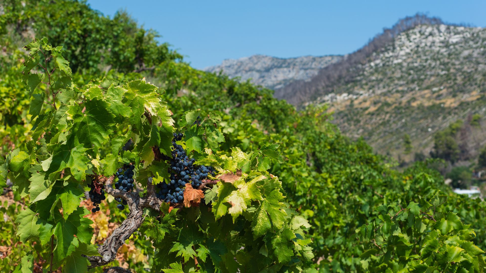 A close-up view of dark grapes on a vine in a sunny vineyard, with lush green foliage and a rocky, mountainous landscape in the background under a clear blue sky.