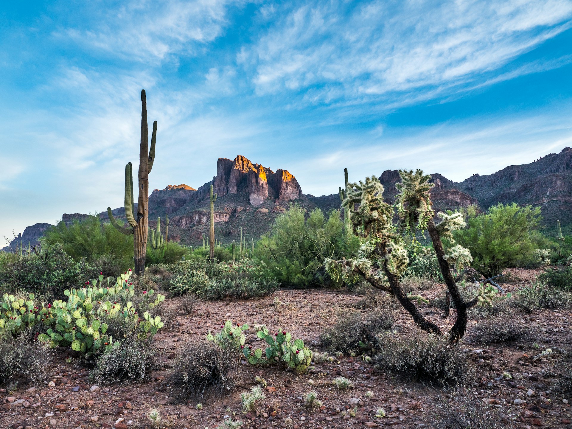 Expansive view of the Sonoran Desert with tall saguaro cacti, dry shrubs, and distant desert mountains.