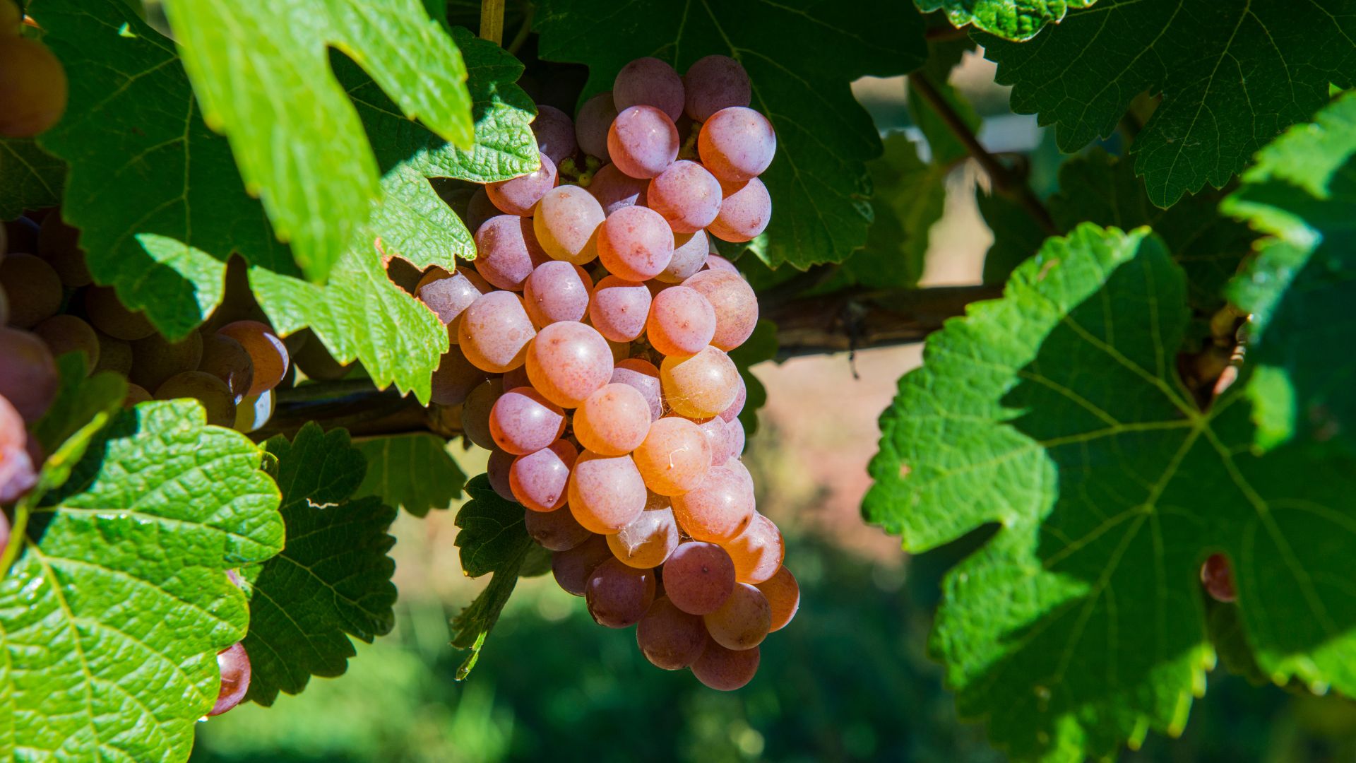 A close-up shot of a cluster of ripe, pinkish-red Gewürztraminer grapes hanging from a vine with yellow autumn leaves.