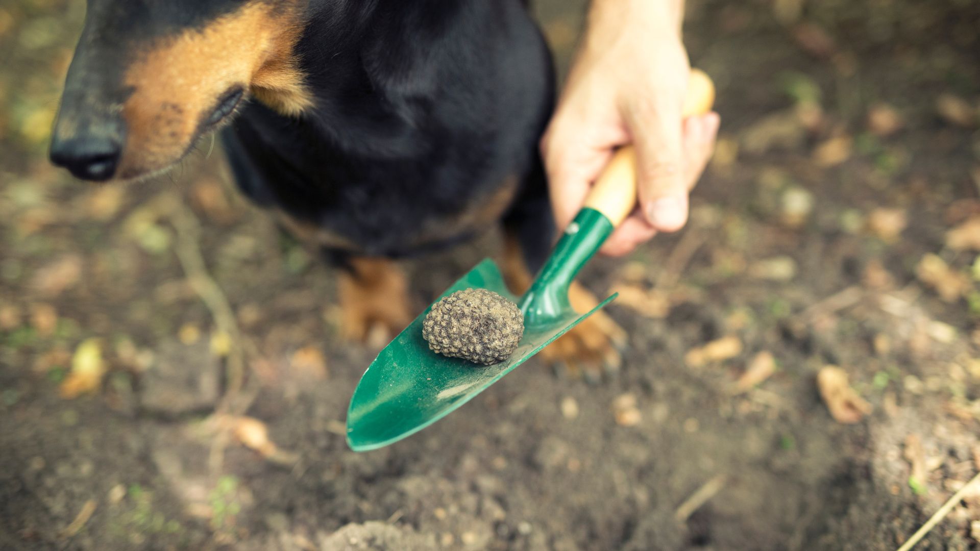 A close-up shot showing a person holding a small green shovel with a dark, textured truffle on it, while a black and tan dachshund-like dog looks on in the background, suggesting a truffle hunting activity.