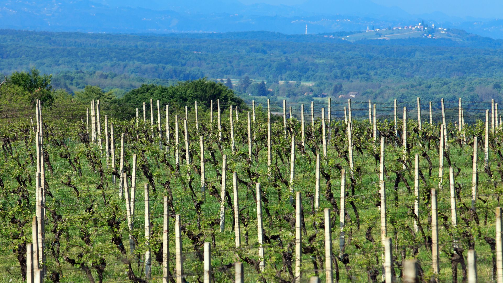A vibrant vineyard landscape featuring rows of green grapevines supported by white stakes, extending towards a hazy blue forested horizon under a bright sky.