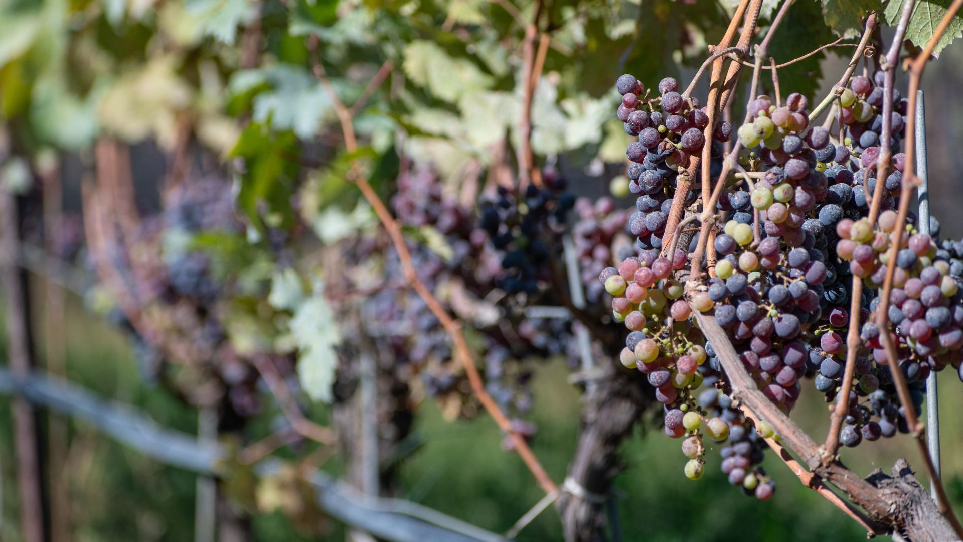 A close-up shot of ripe and ripening purple grapes hanging in clusters from a vine in a vineyard, with blurred green foliage and more vines in the background.