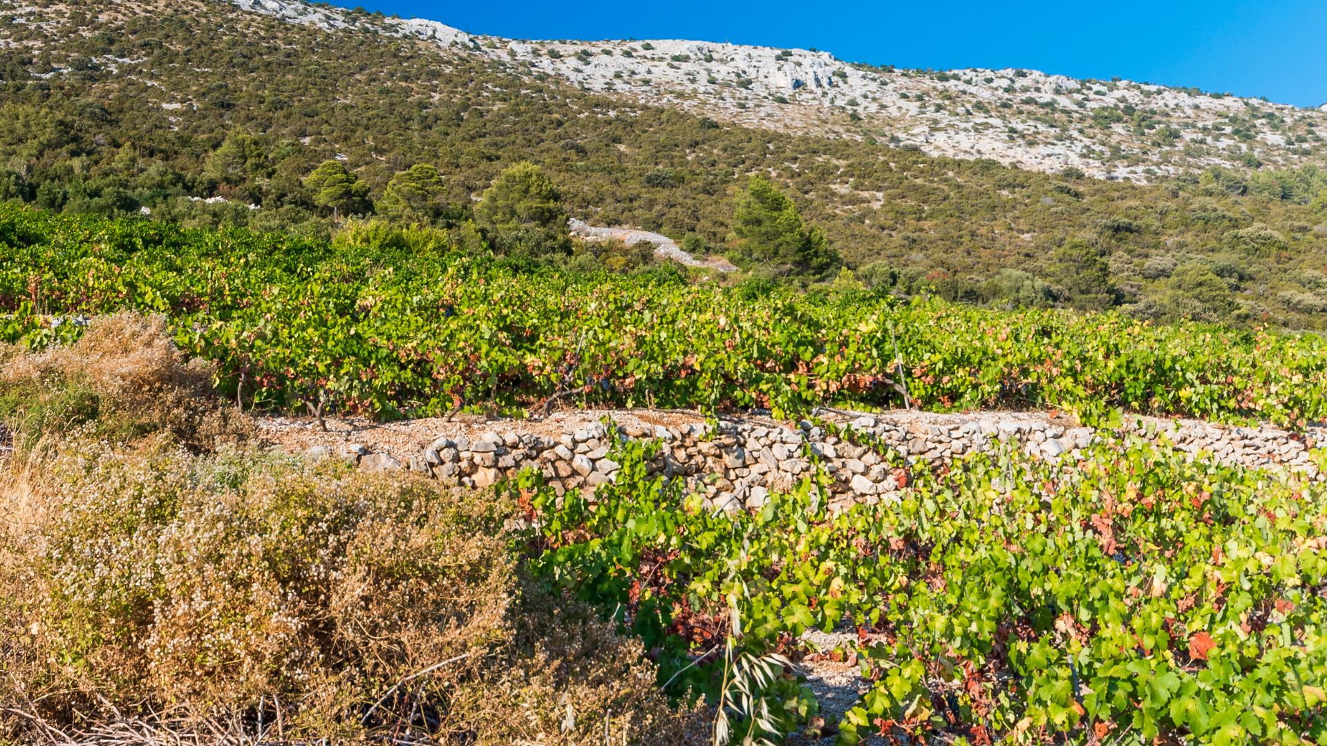 Vineyard on the Pelješac Peninsula in Dalmatia, Croatia, Europe