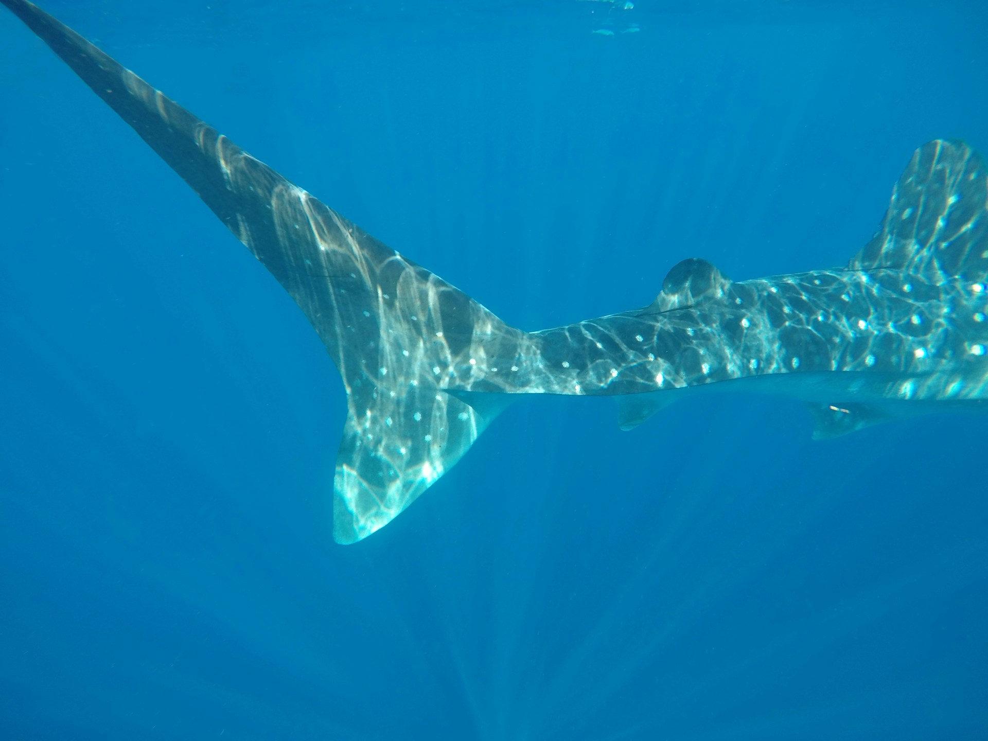 Gentle giant: Whale shark swimming peacefully in the rich marine ecosystem of Baja California