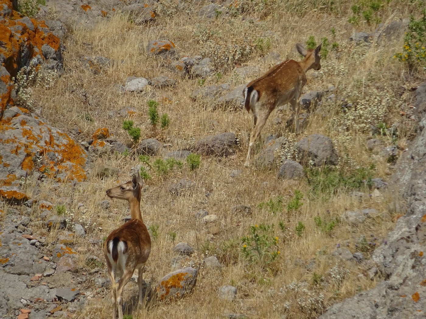 Deers of Myrina Castle
