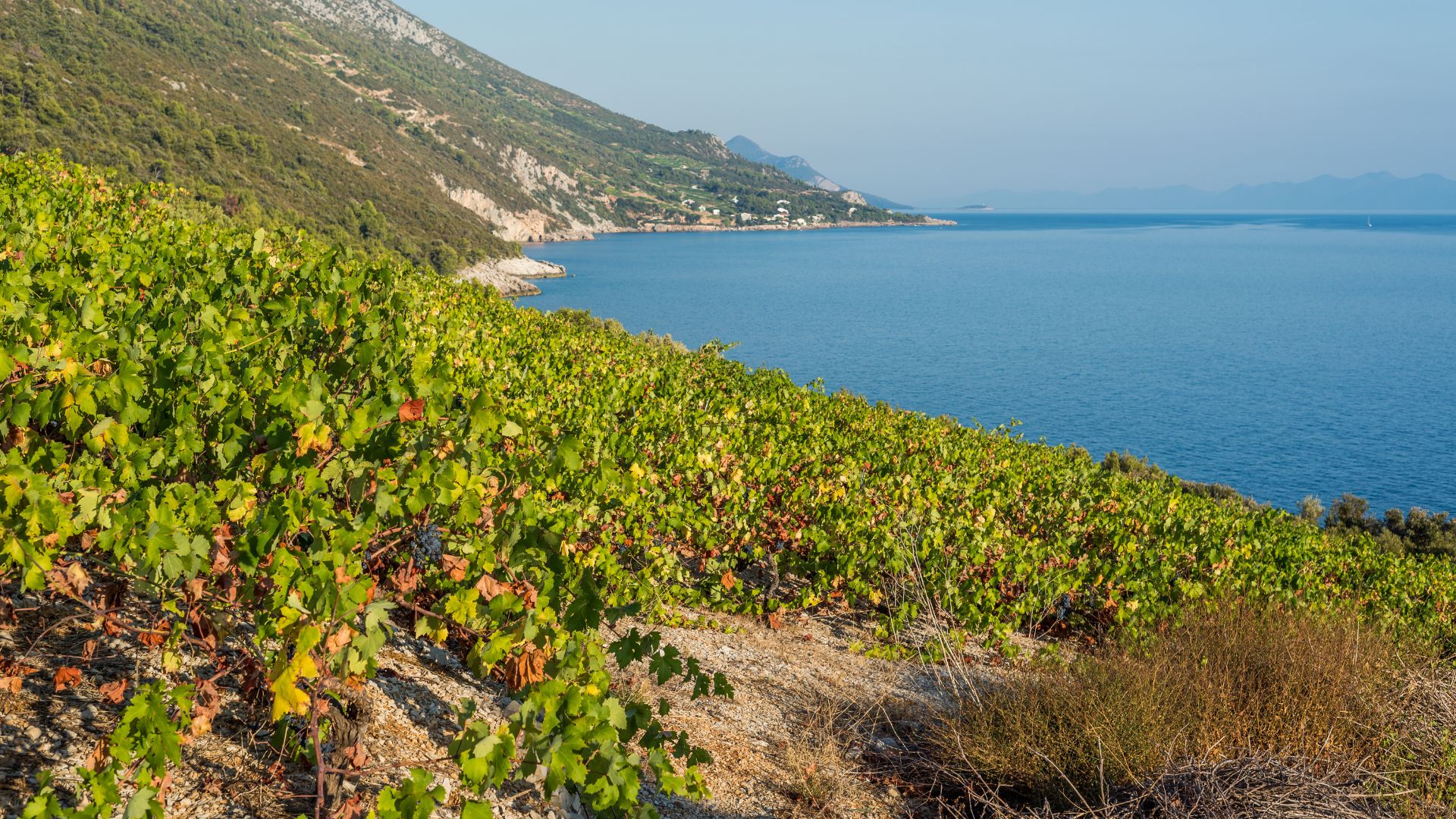 A scenic view of a vineyard on a sunny hillside overlooking the clear blue waters of the Adriatic Sea, with a distant coastline visible.