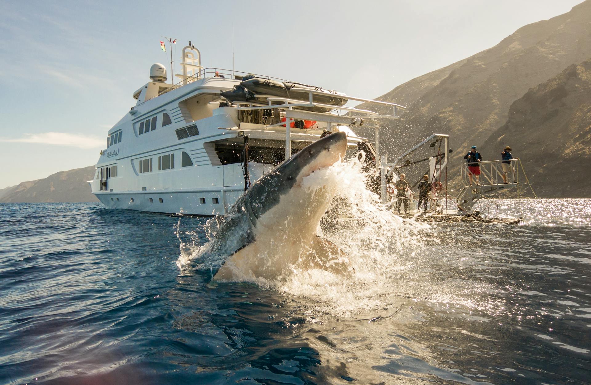 Whale breaching near a whale-watching boat in Mexico