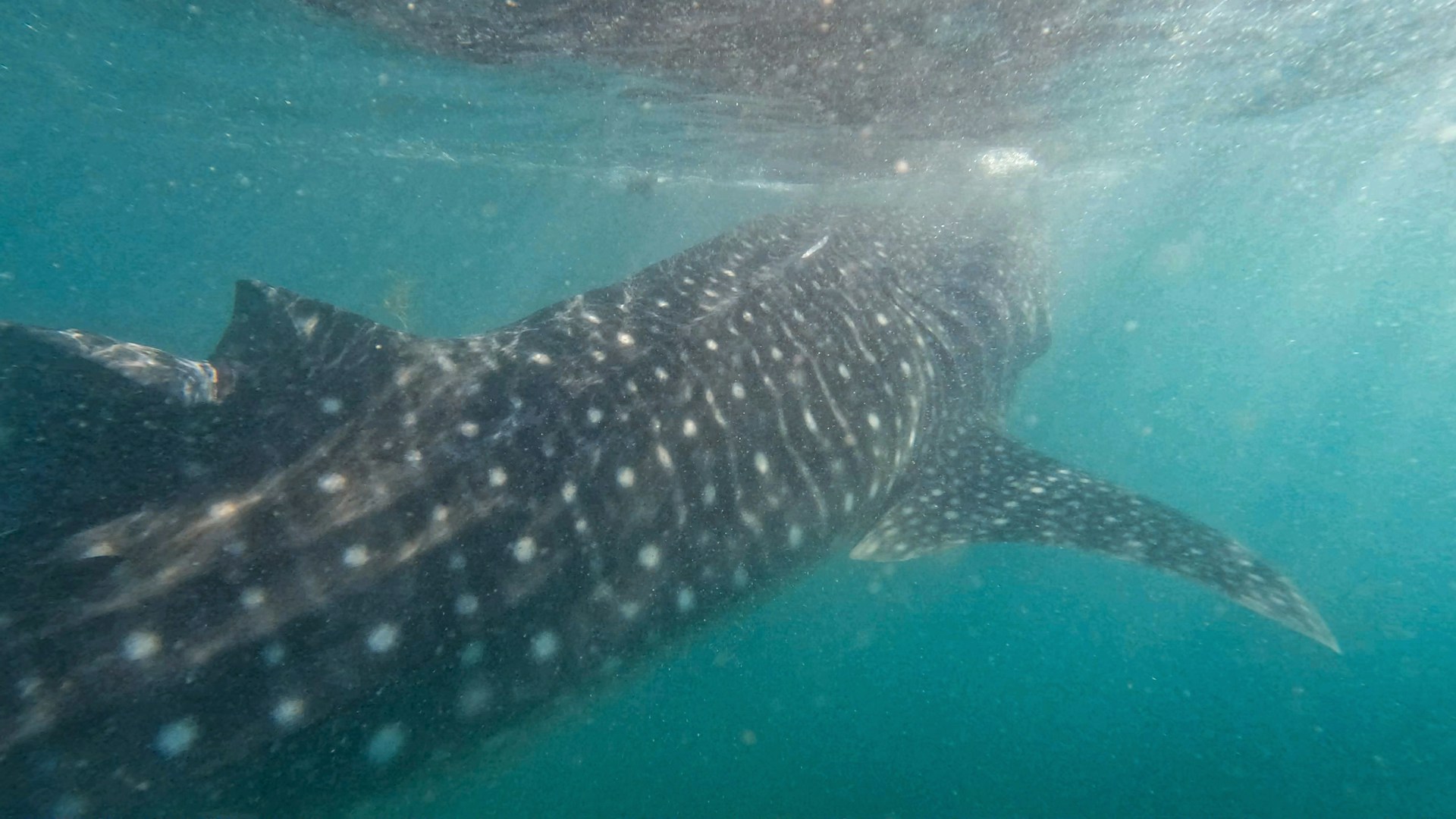Whale shark swimming gracefully through clear blue water off the coast of Baja California, Mexico